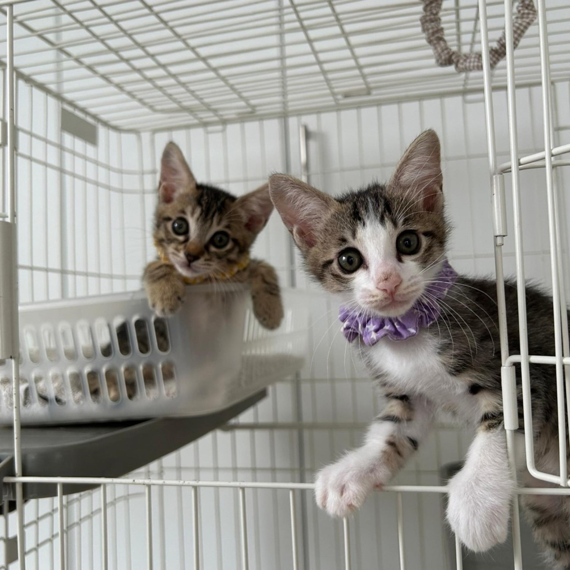 pet-image-8