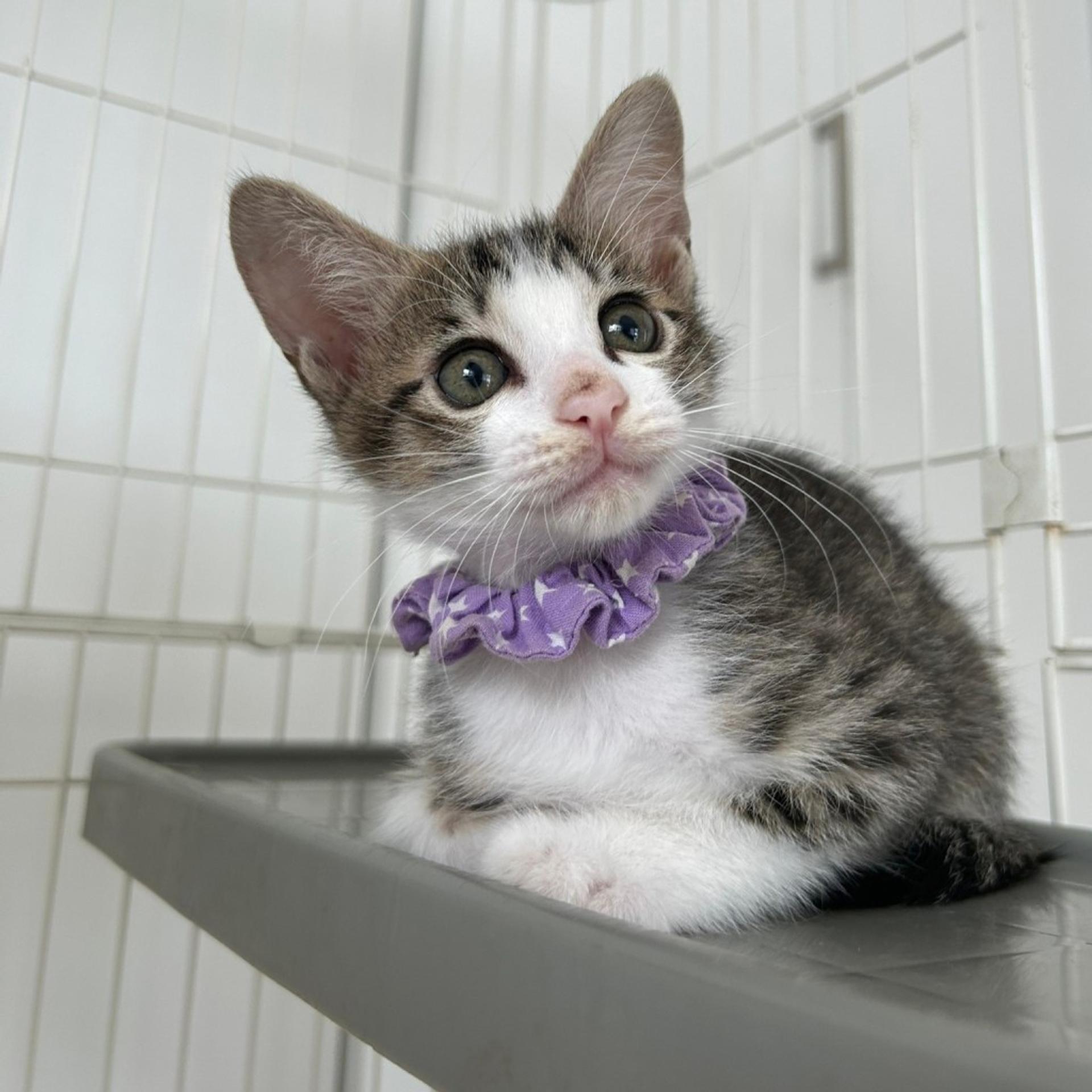 pet-image-7