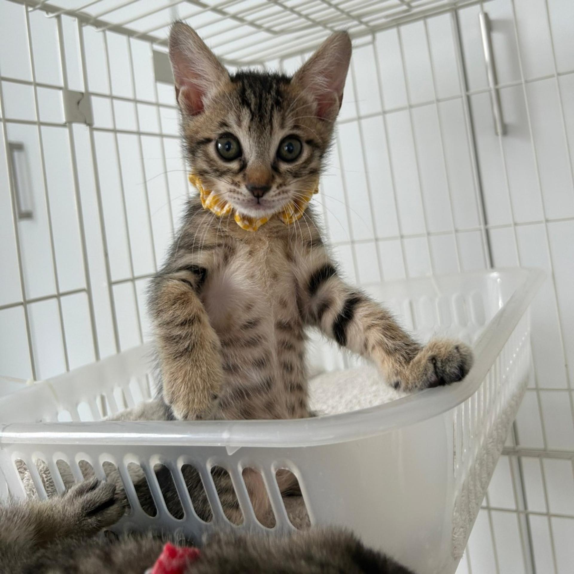 pet-image-4