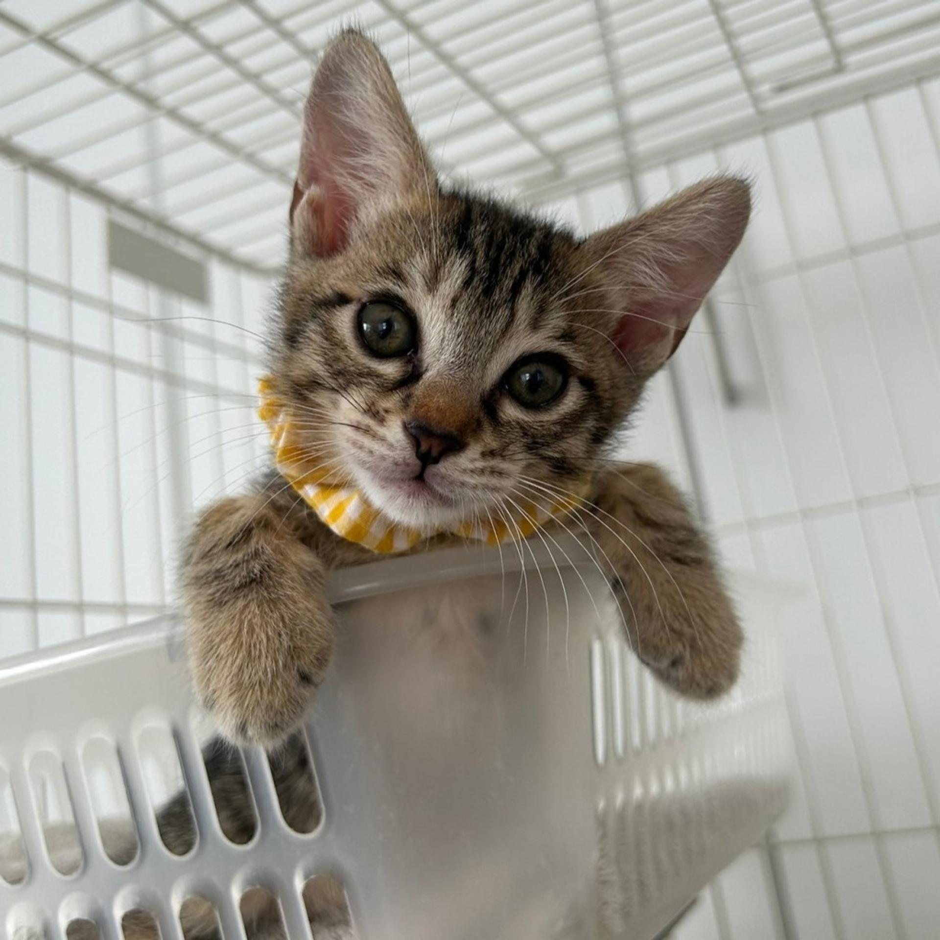 pet-image-6