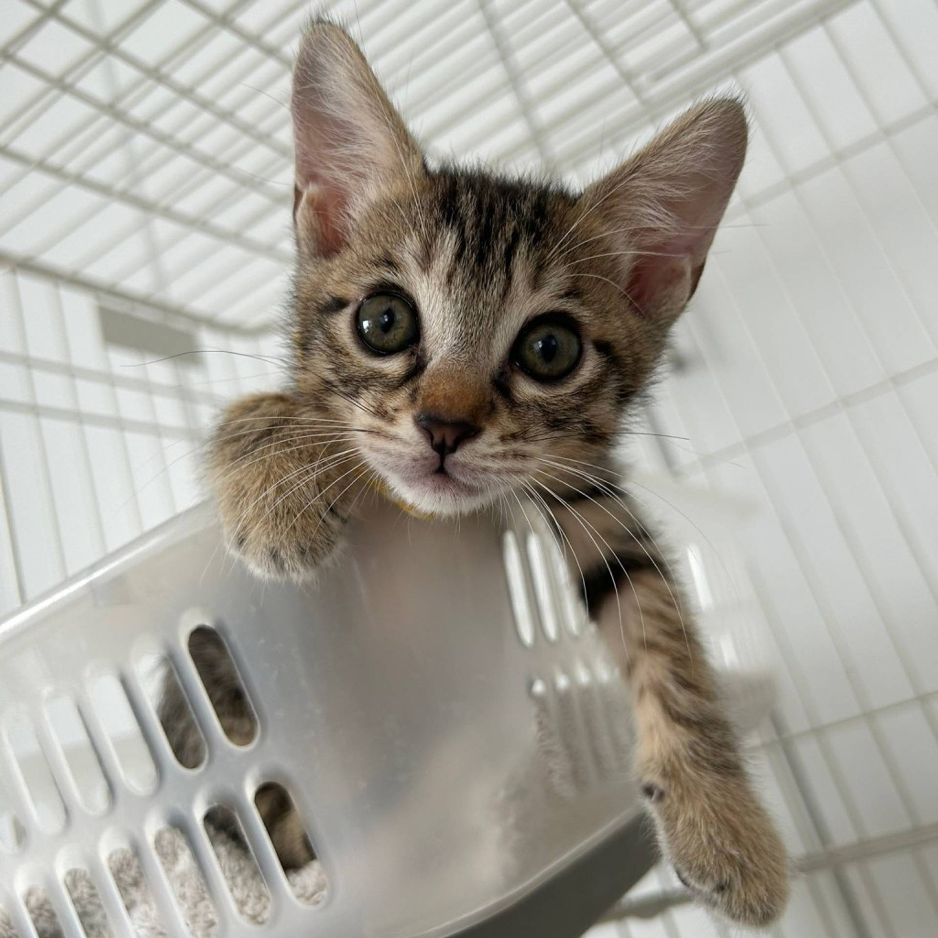 雑種（ミックス猫）・オスの里親募集の写真