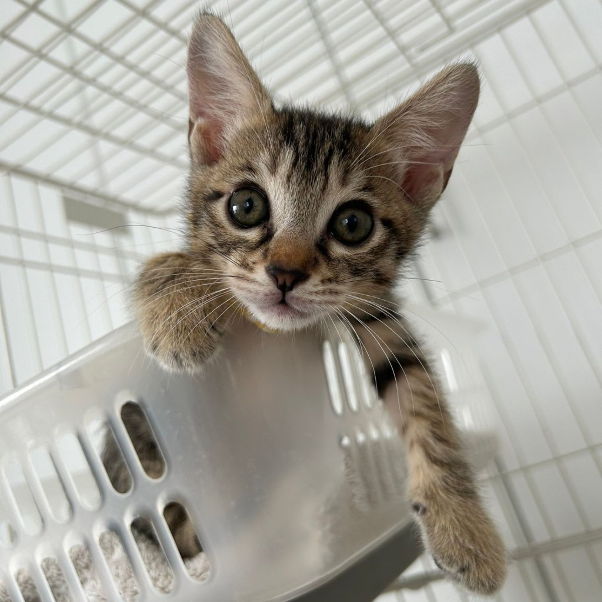 雑種（ミックス猫）・オスの里親募集の写真