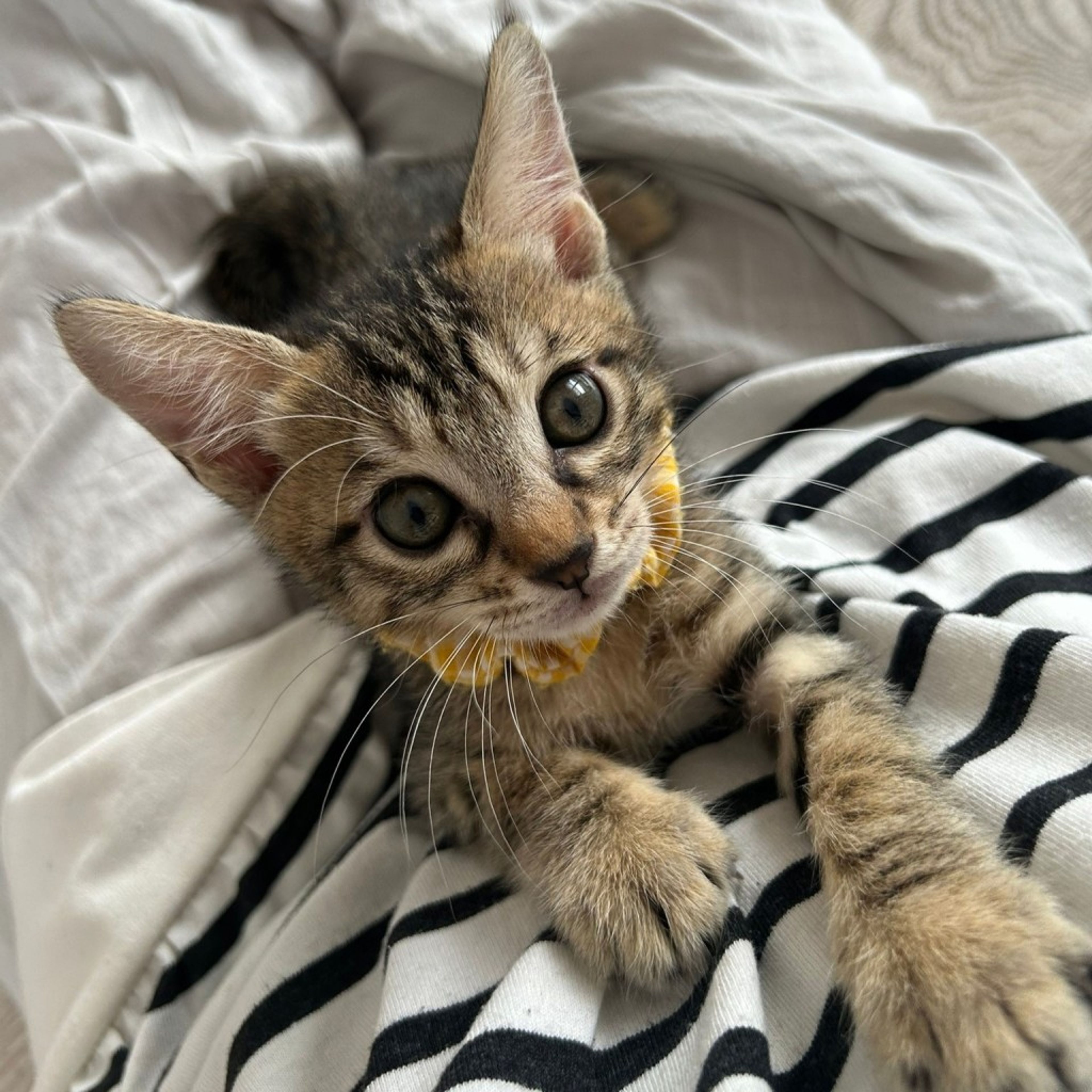 pet-image-2