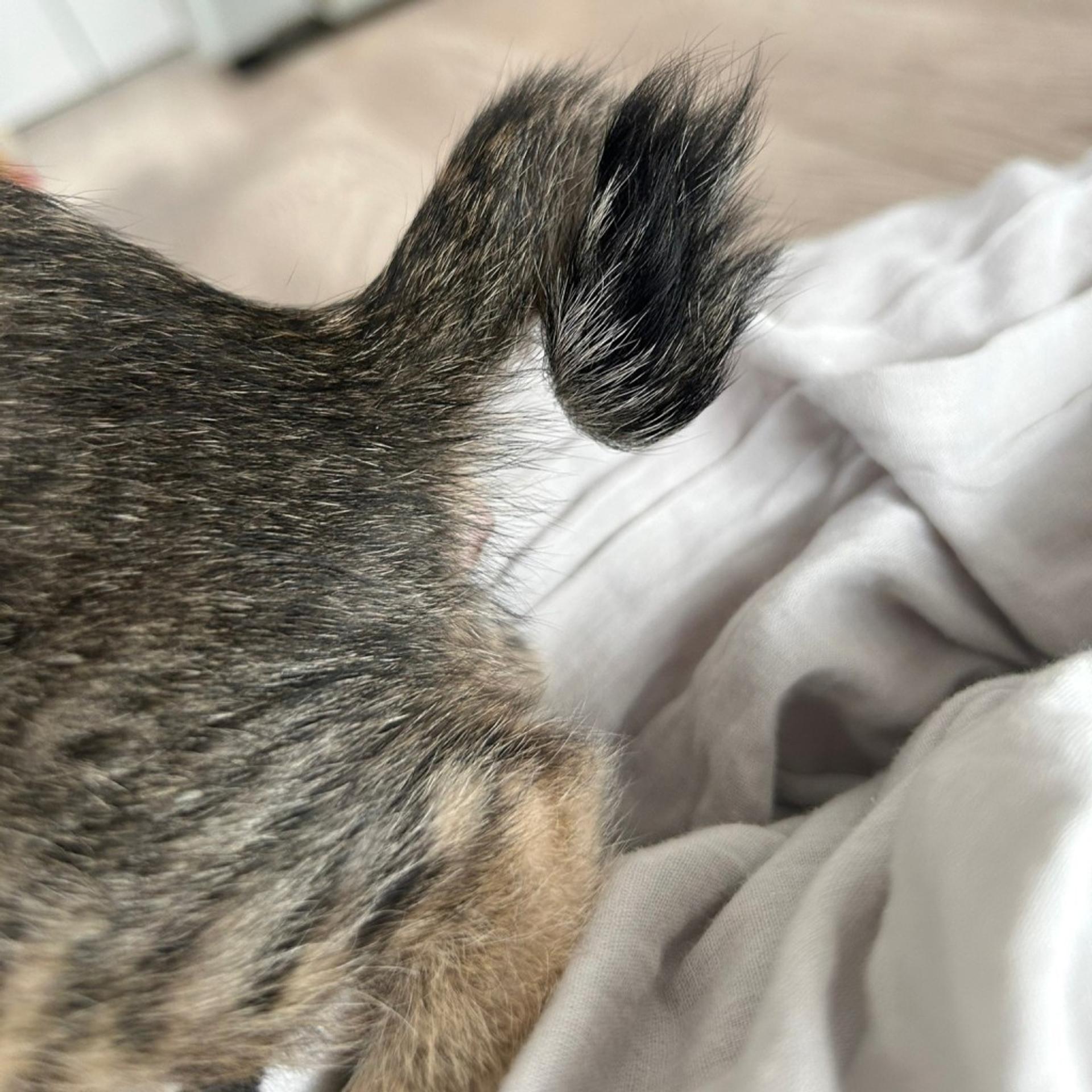 pet-image-10