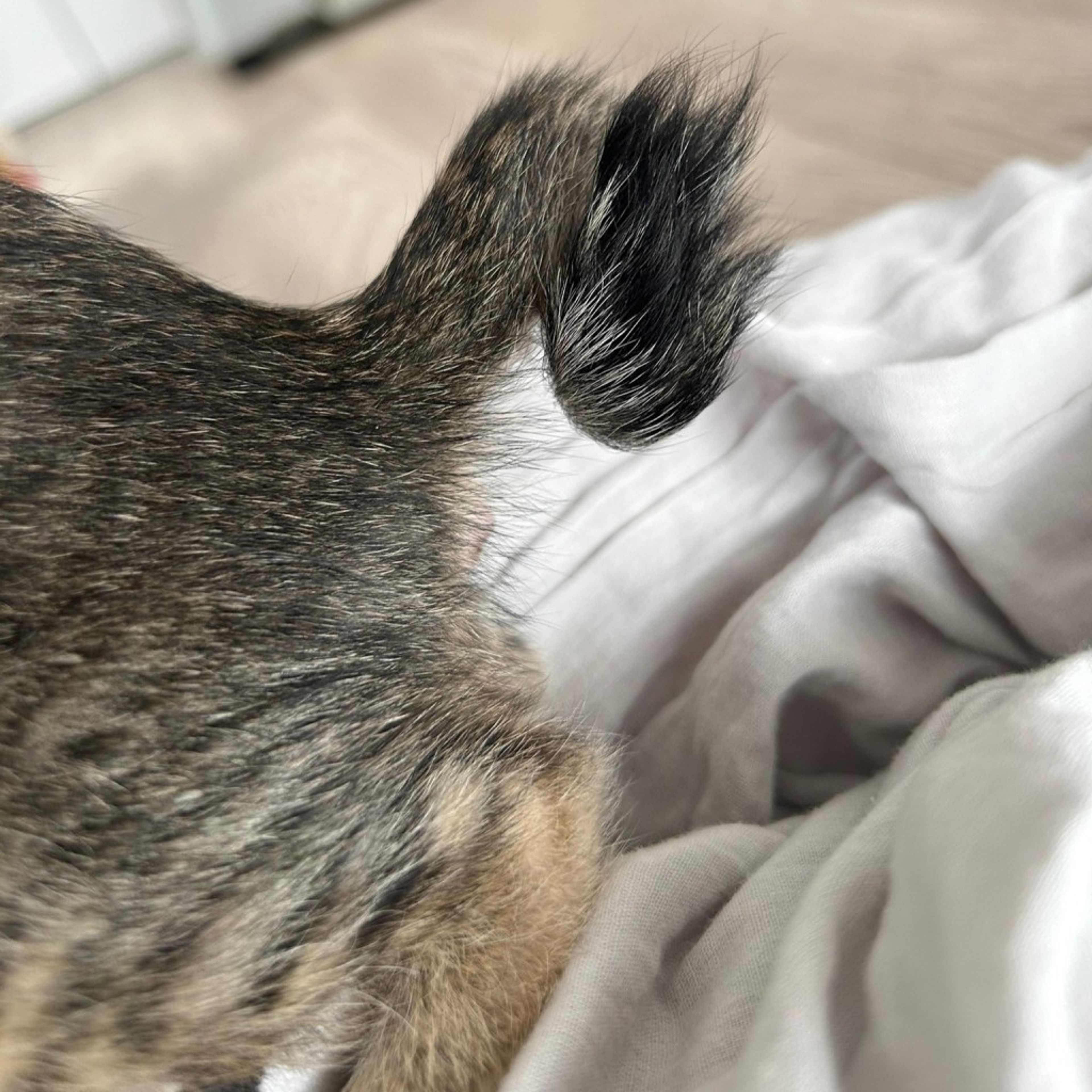pet-image-10