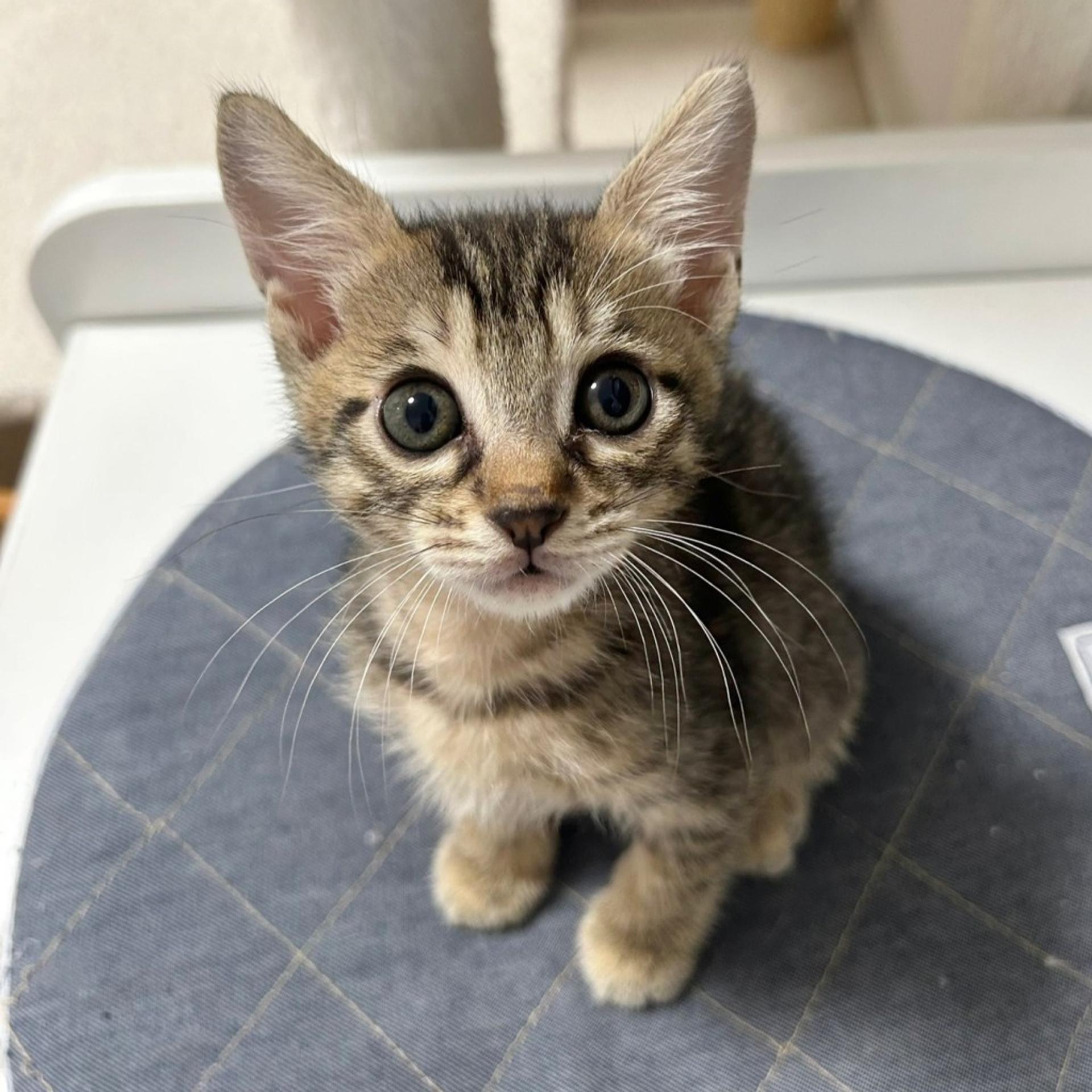 pet-image-7