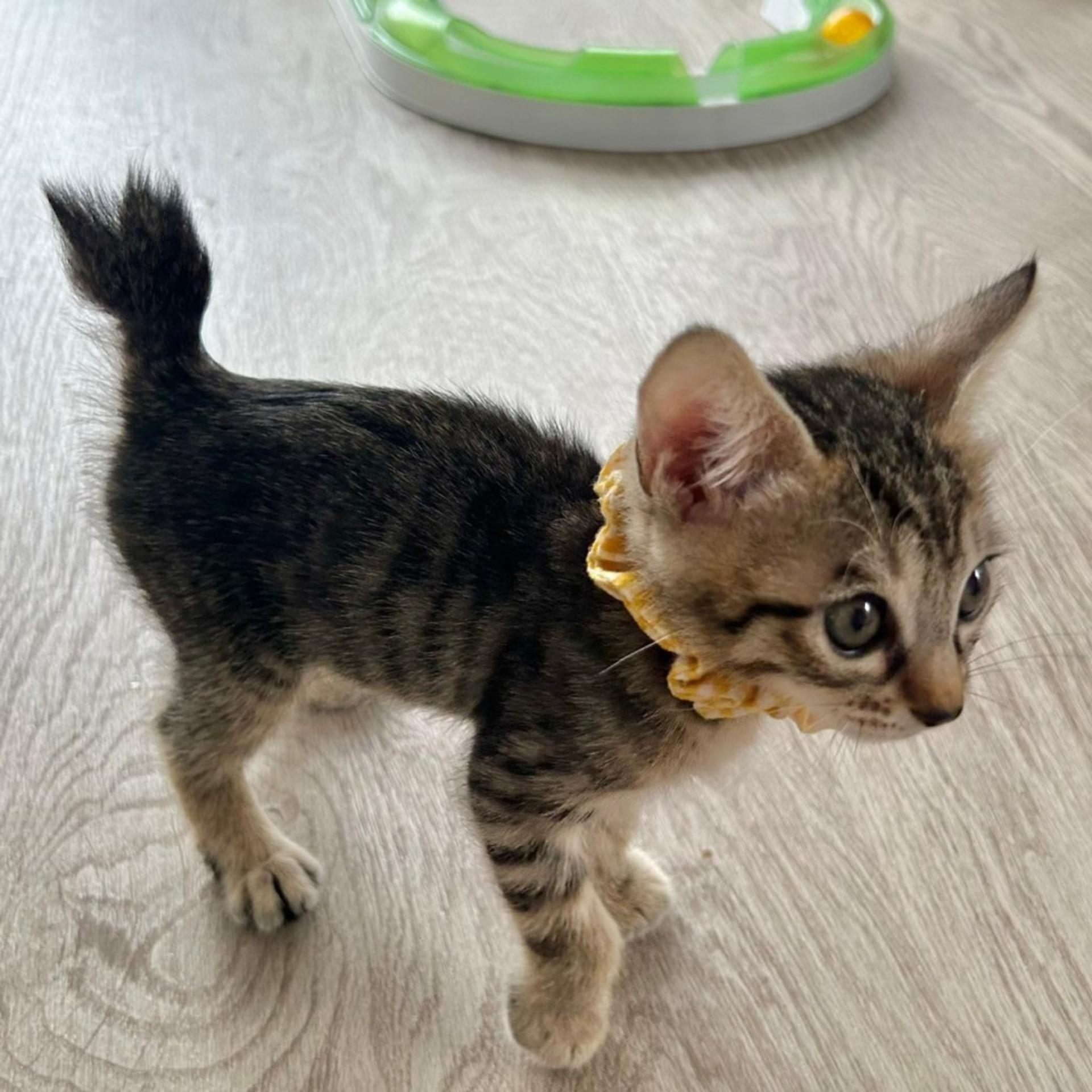 pet-image-9