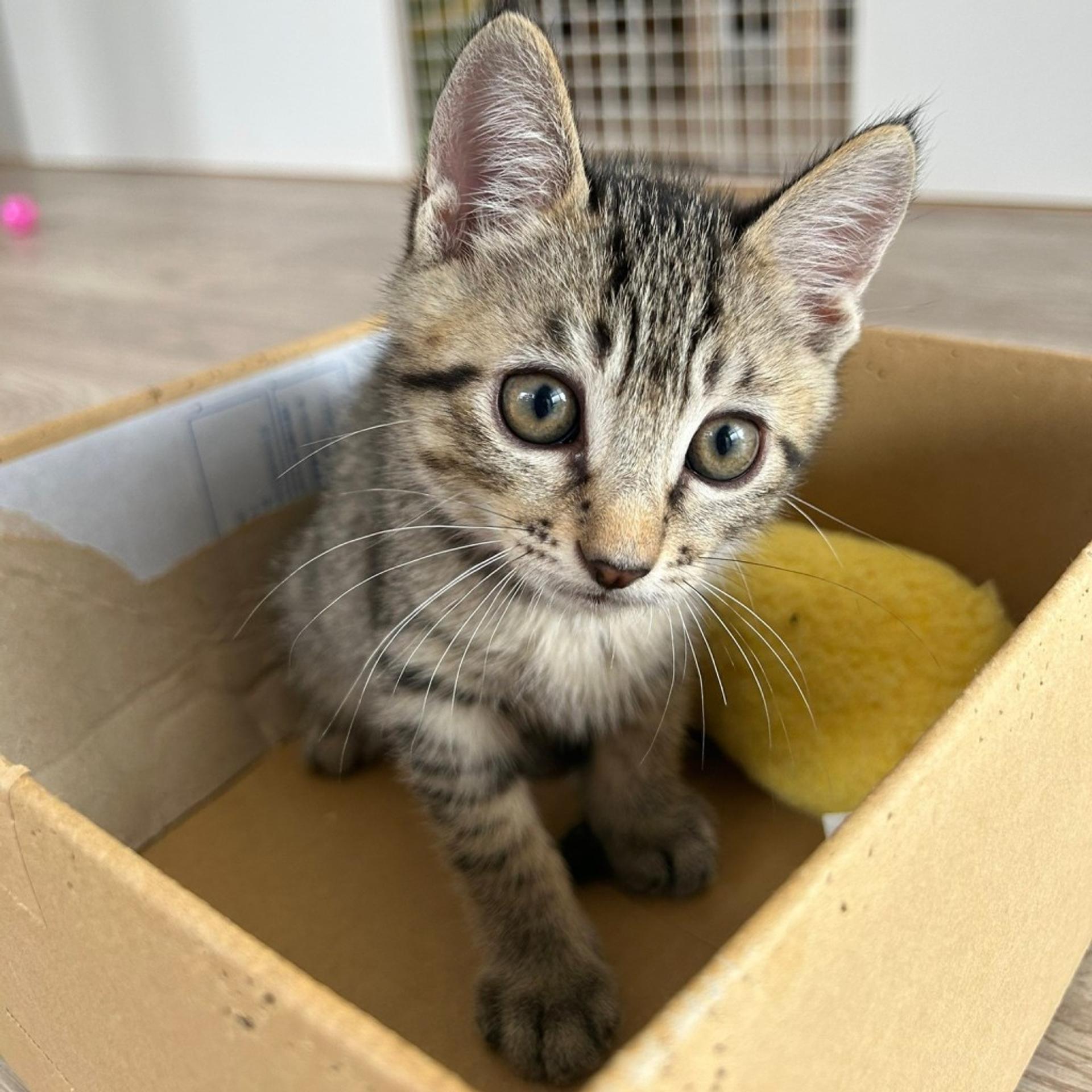 pet-image-5
