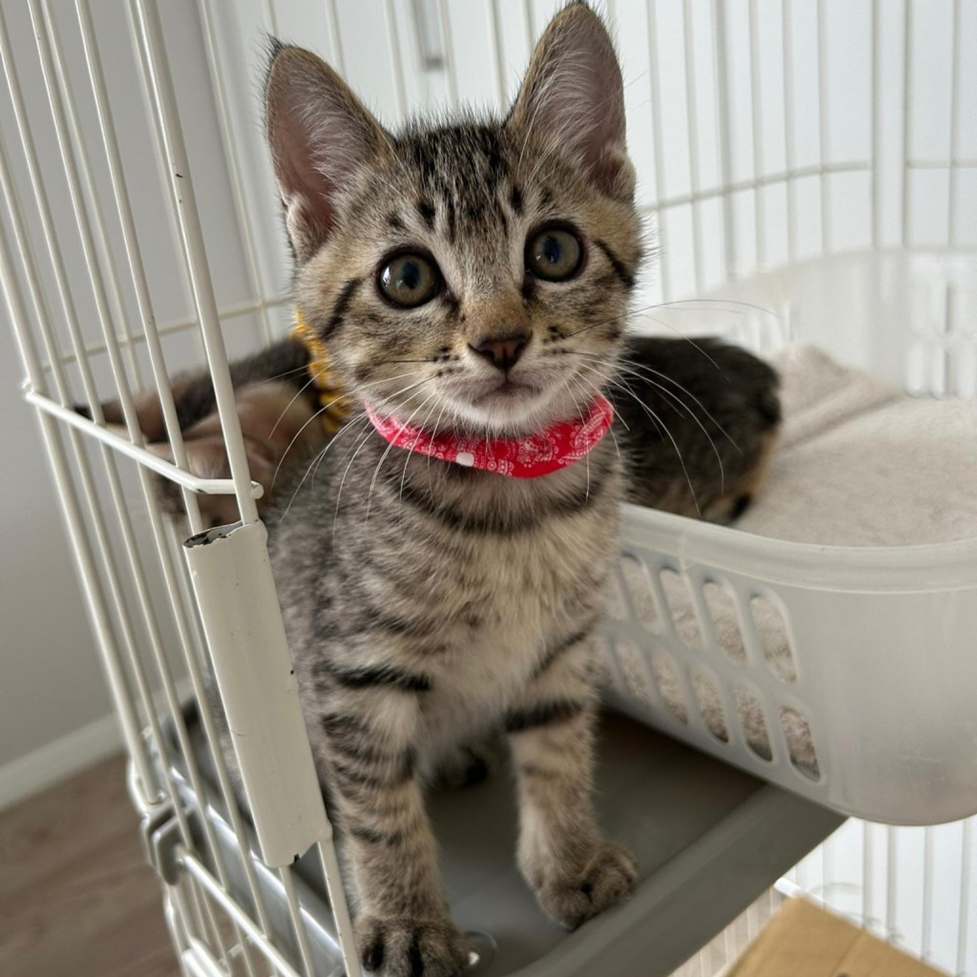 pet-image-8