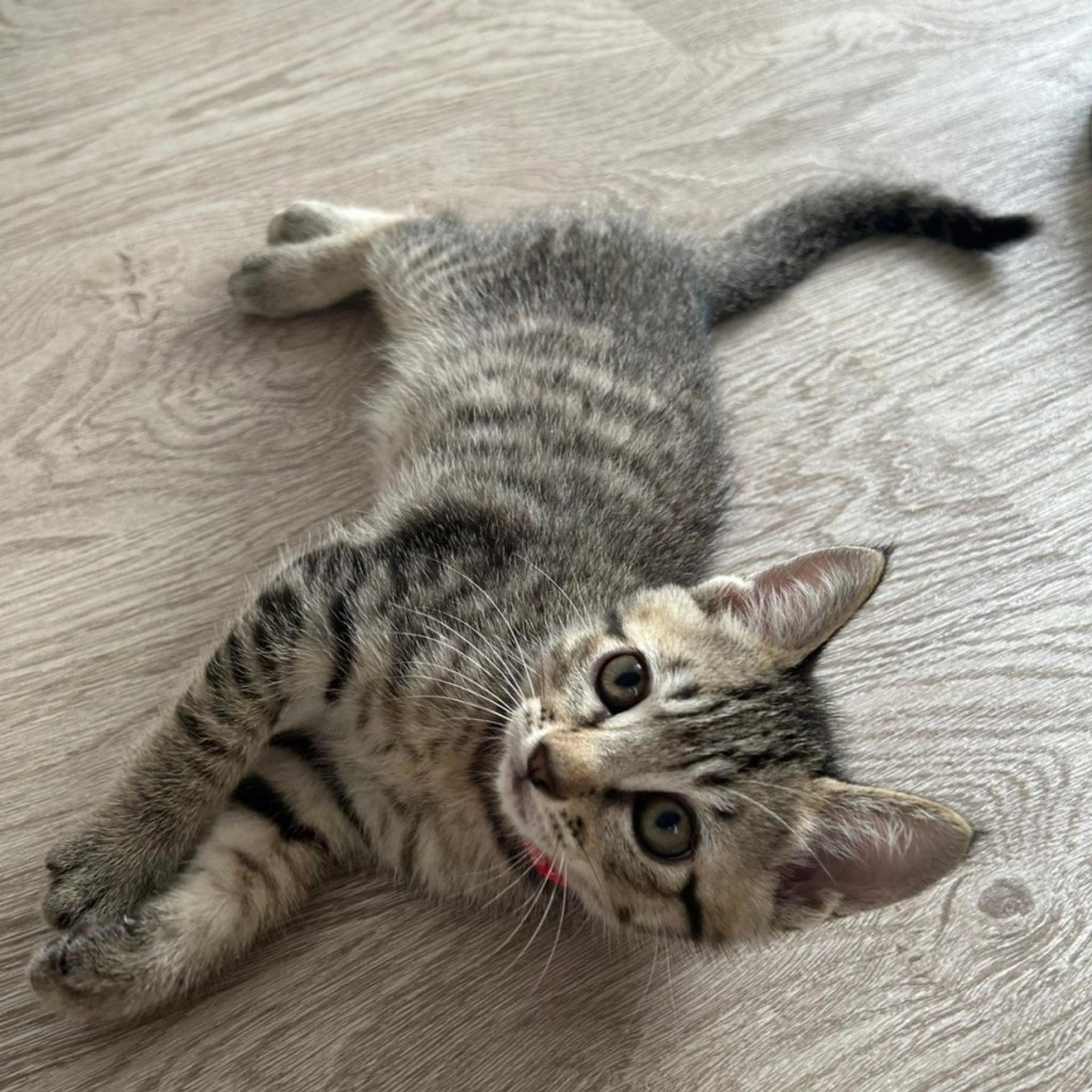 pet-image-9