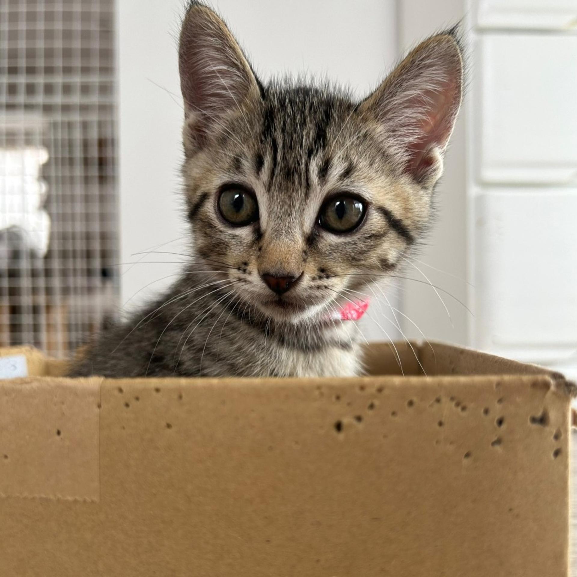 pet-image-4