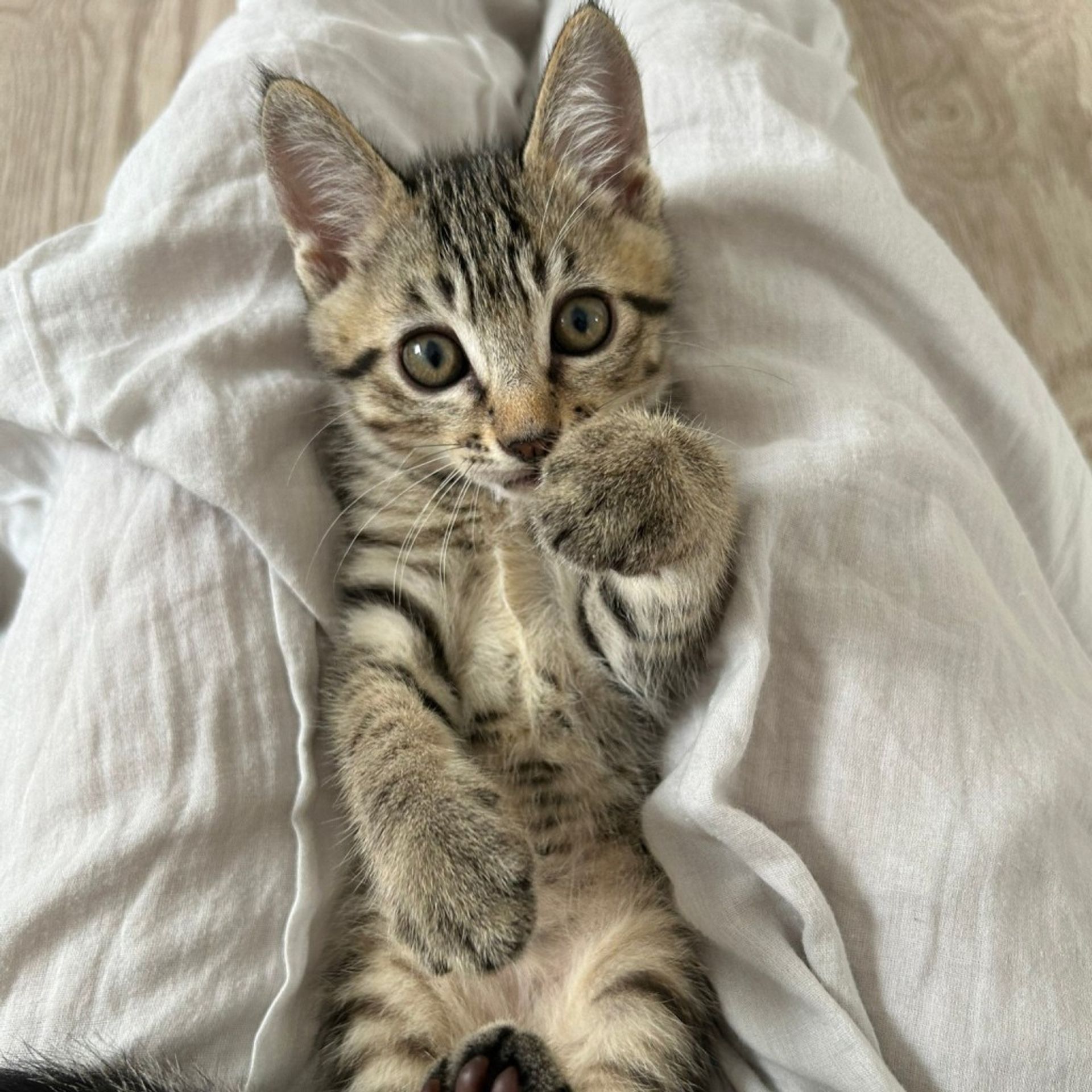 雑種（ミックス猫）・オスの里親募集の写真