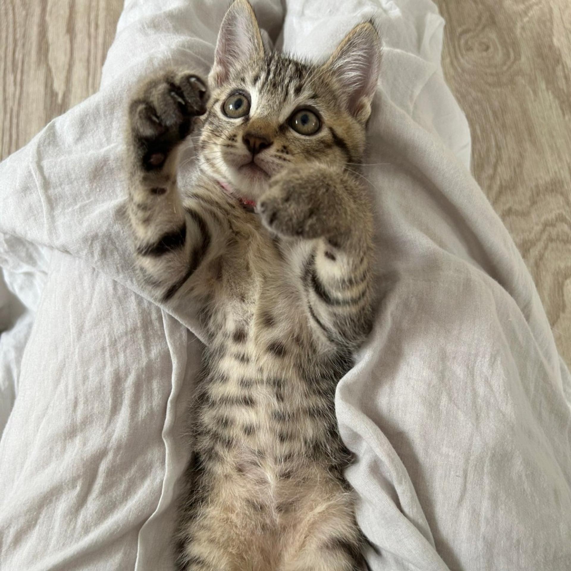 pet-image-2