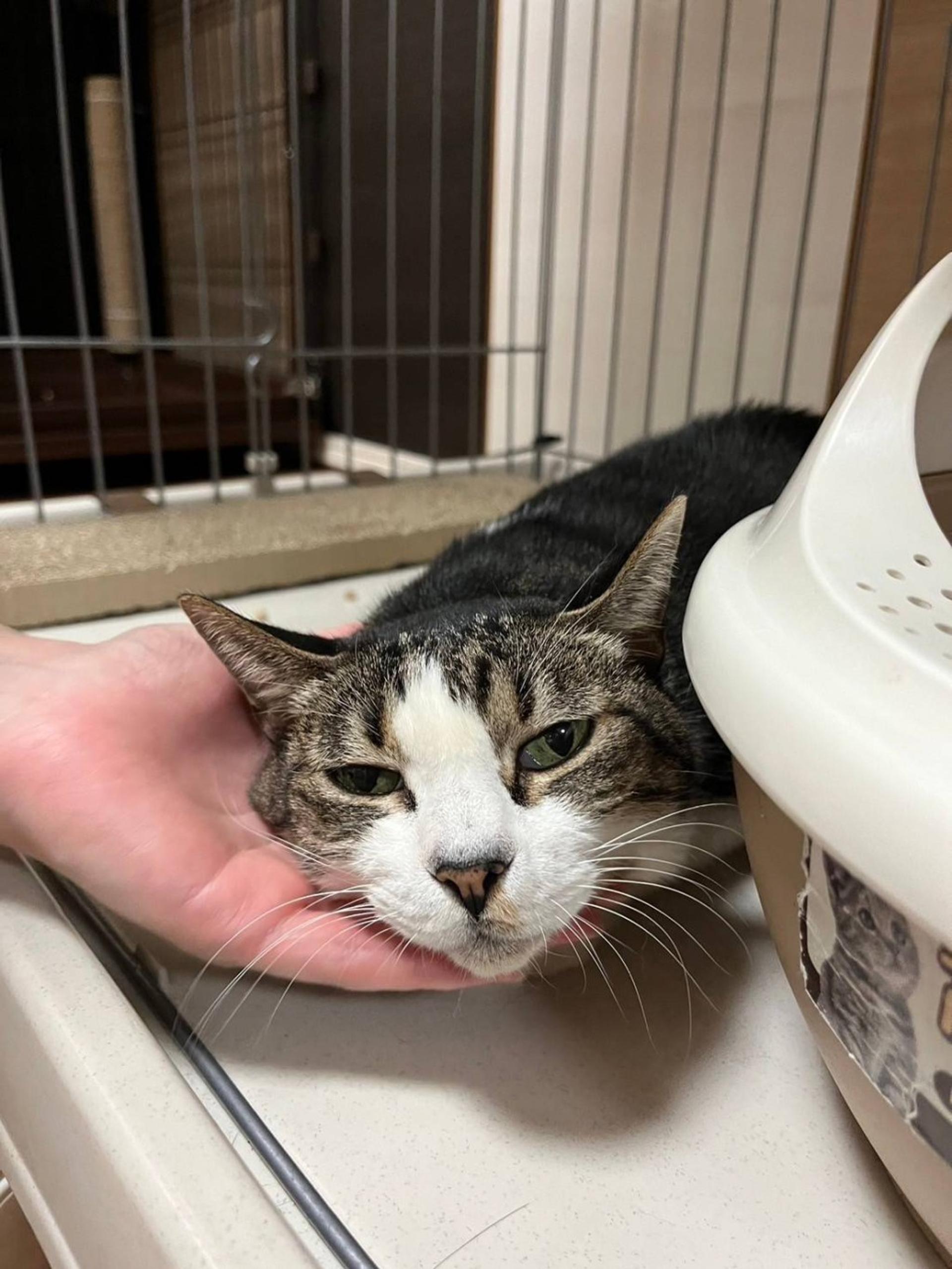 pet-image-8