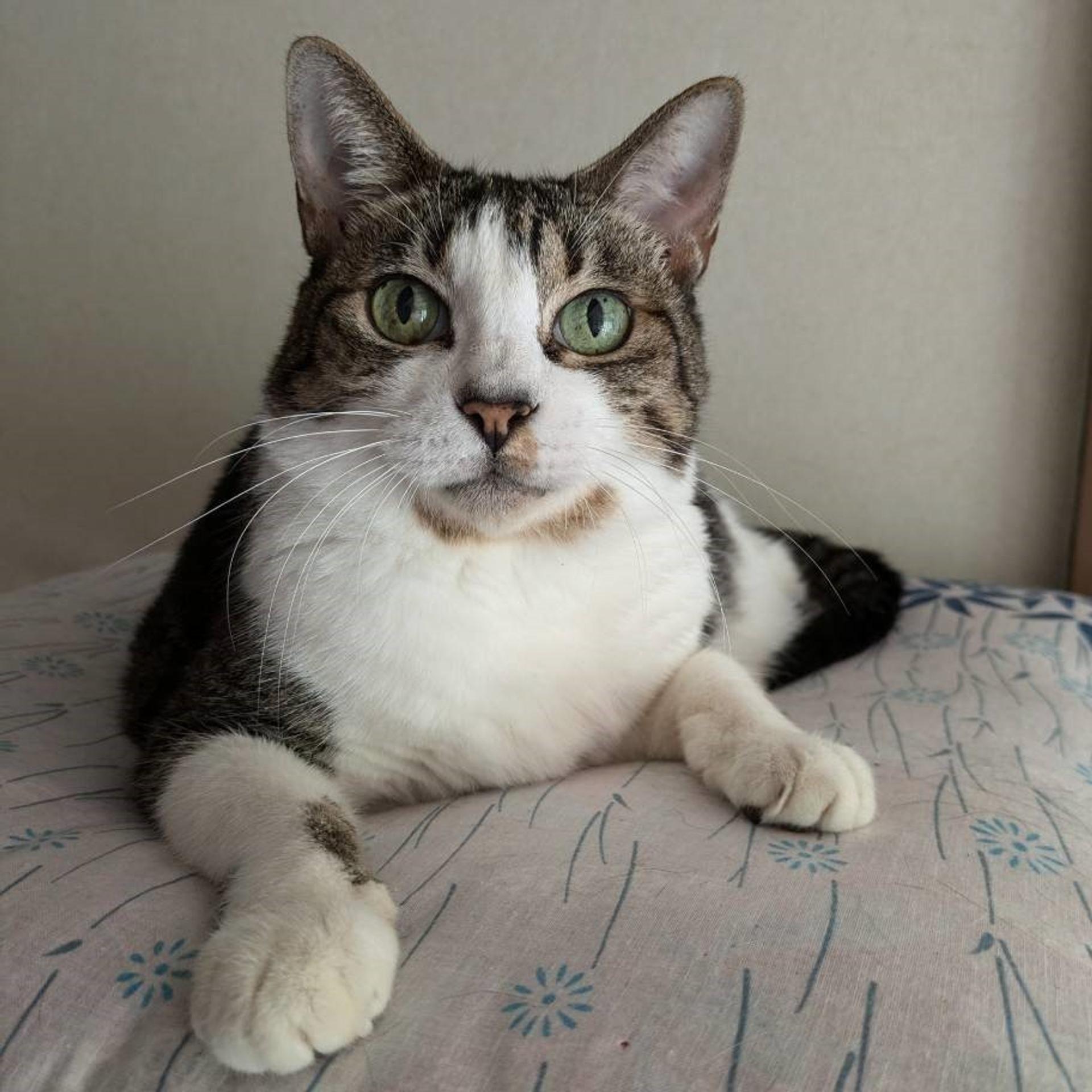 pet-image-5
