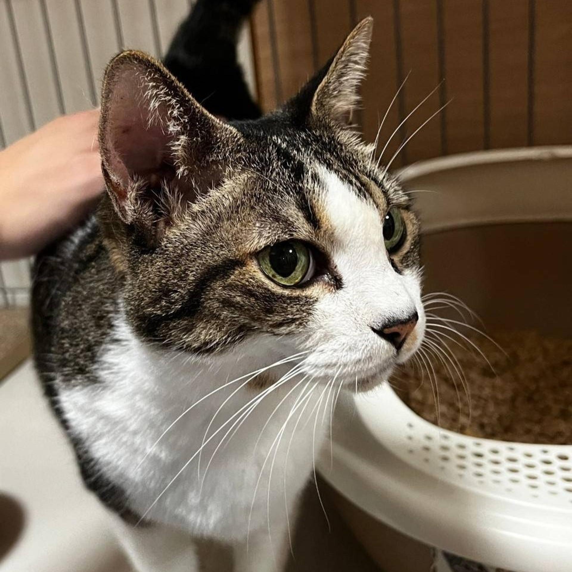 pet-image-6