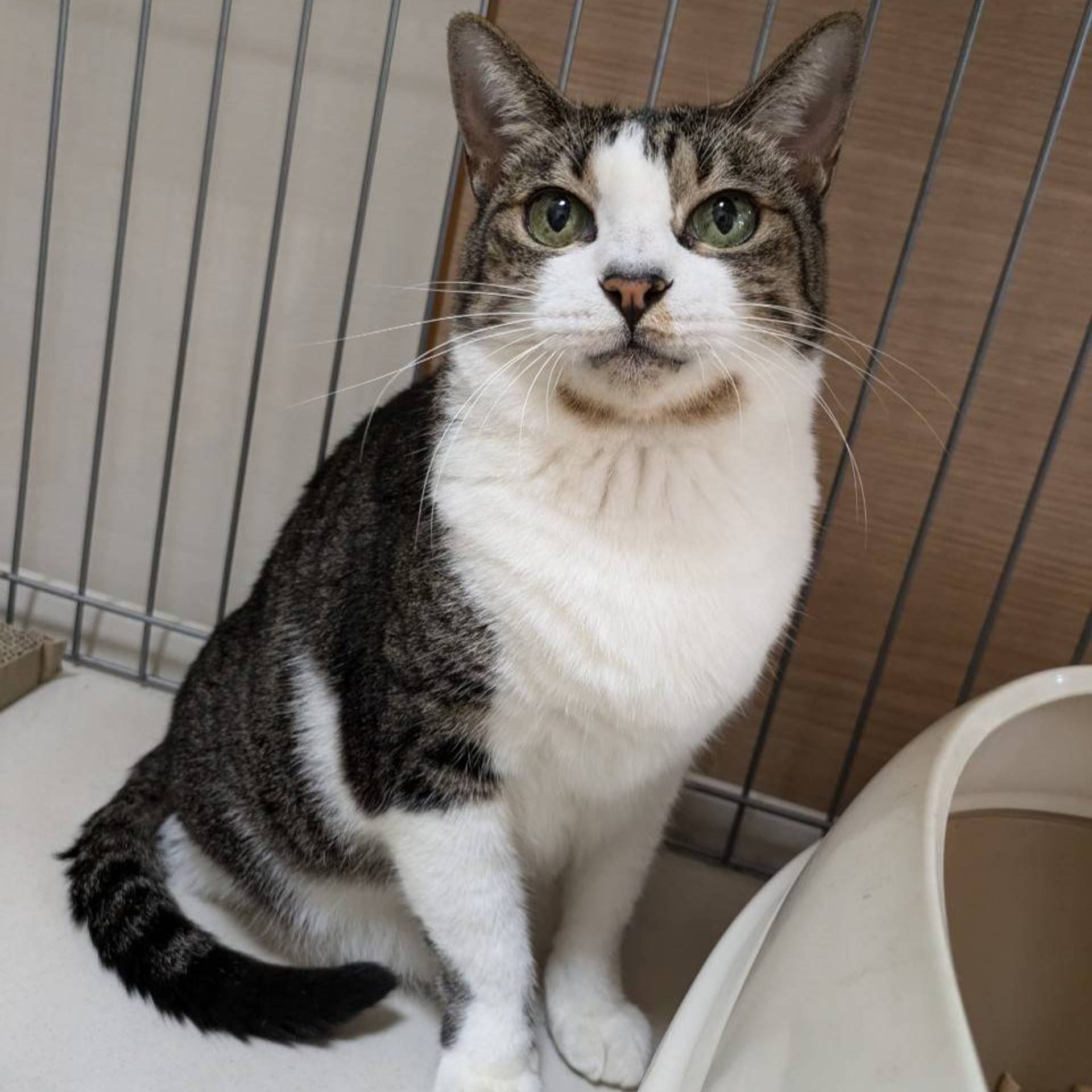 雑種（ミックス猫）・メスの里親募集の写真