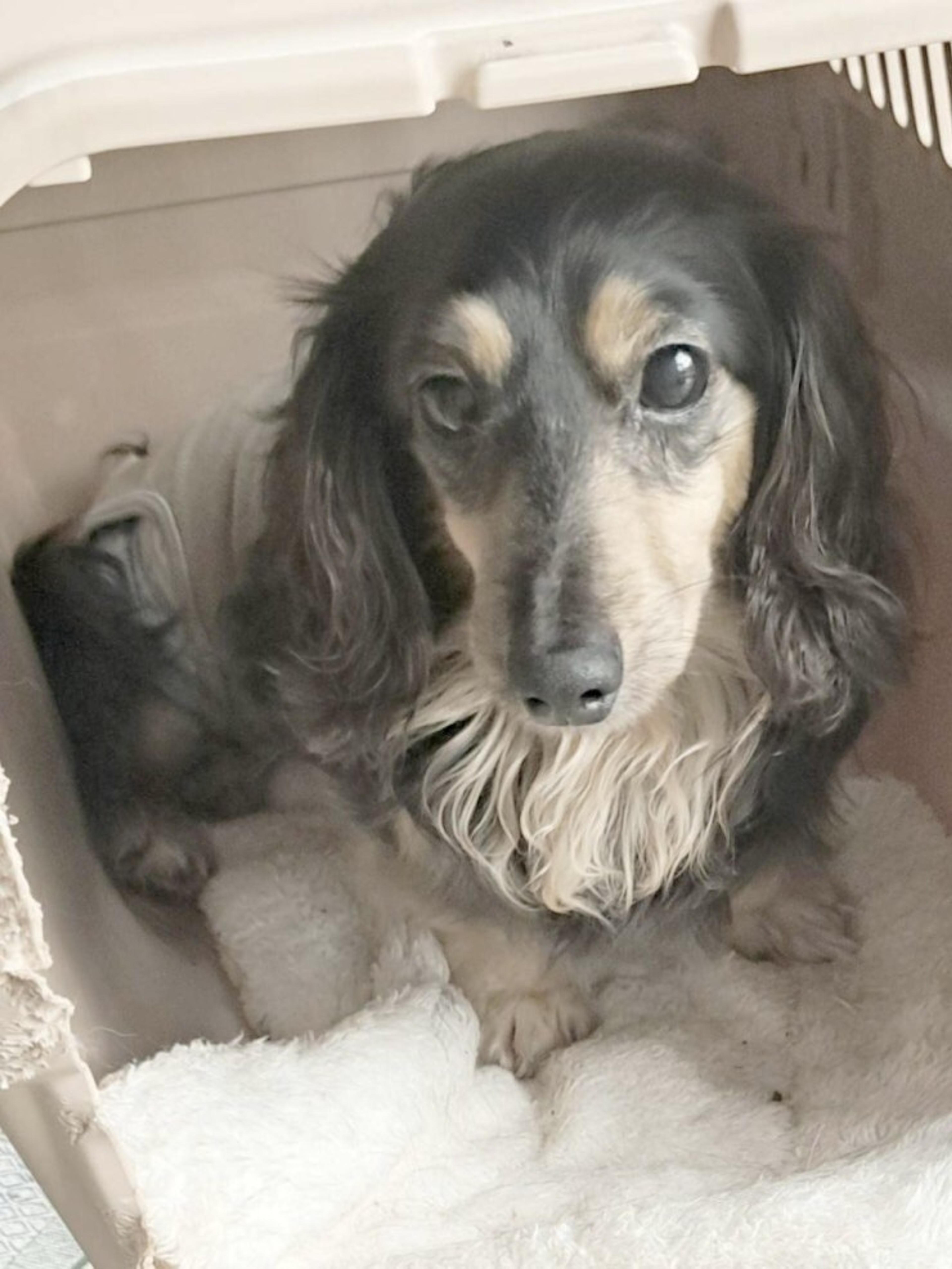 pet-image-2