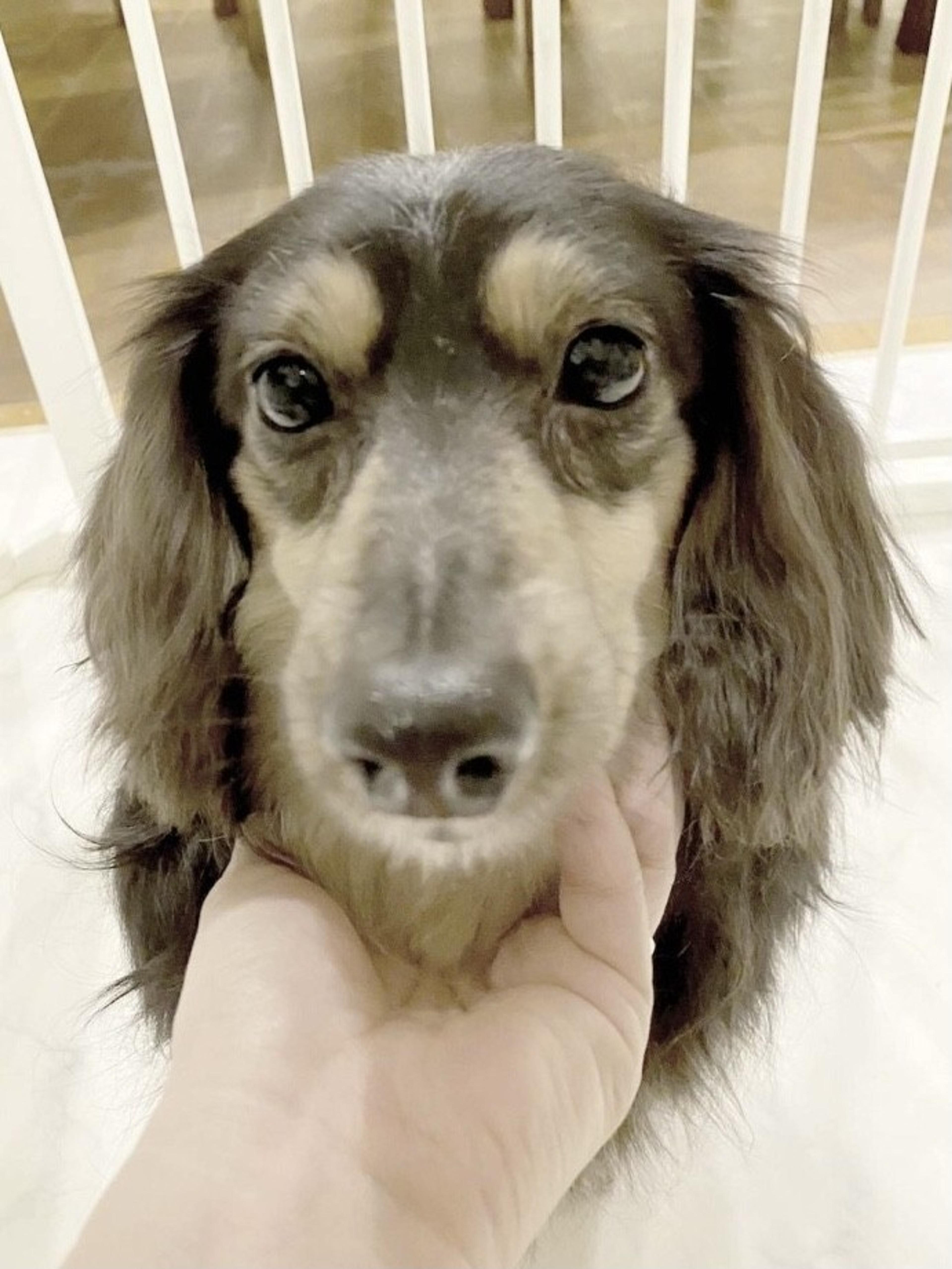 pet-image-3