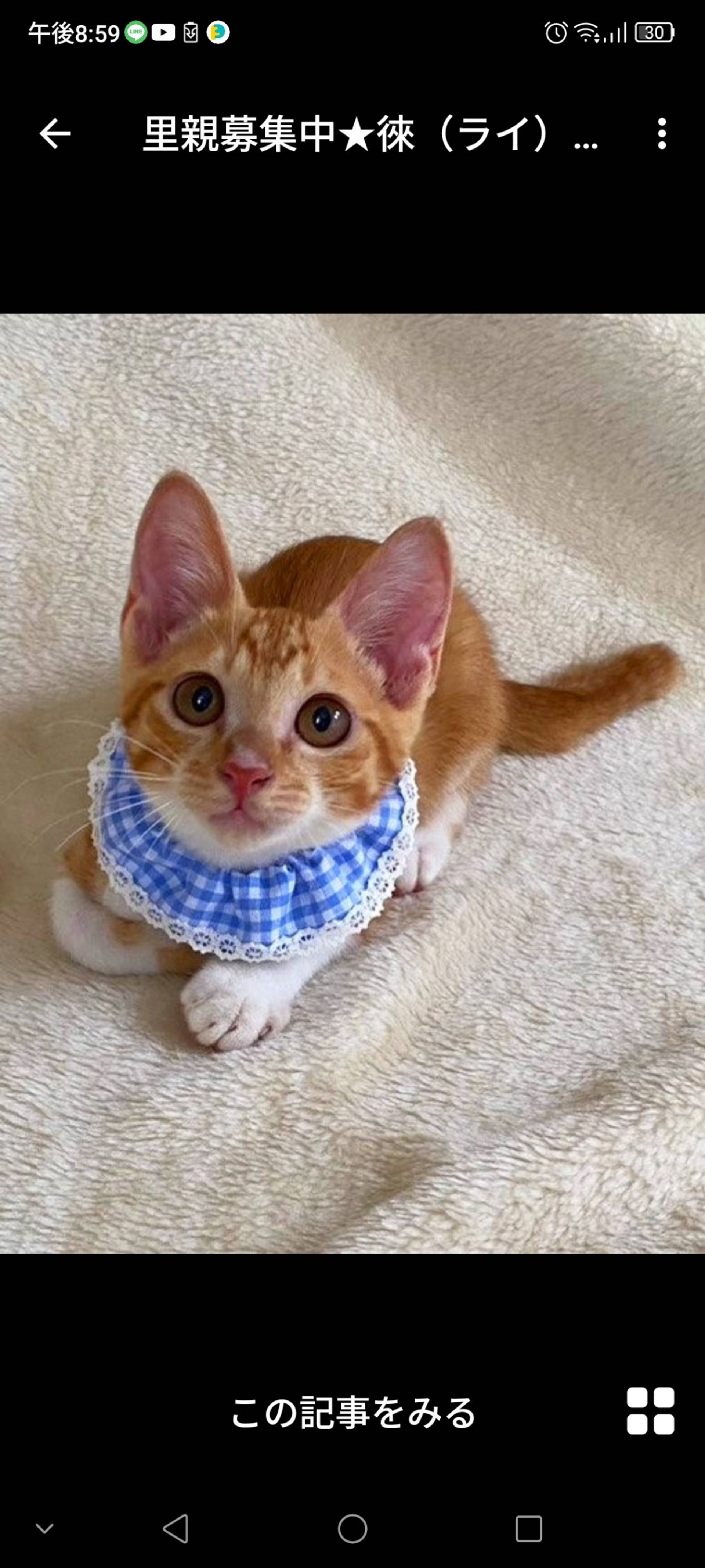 雑種（ミックス猫）・オスの里親募集の写真