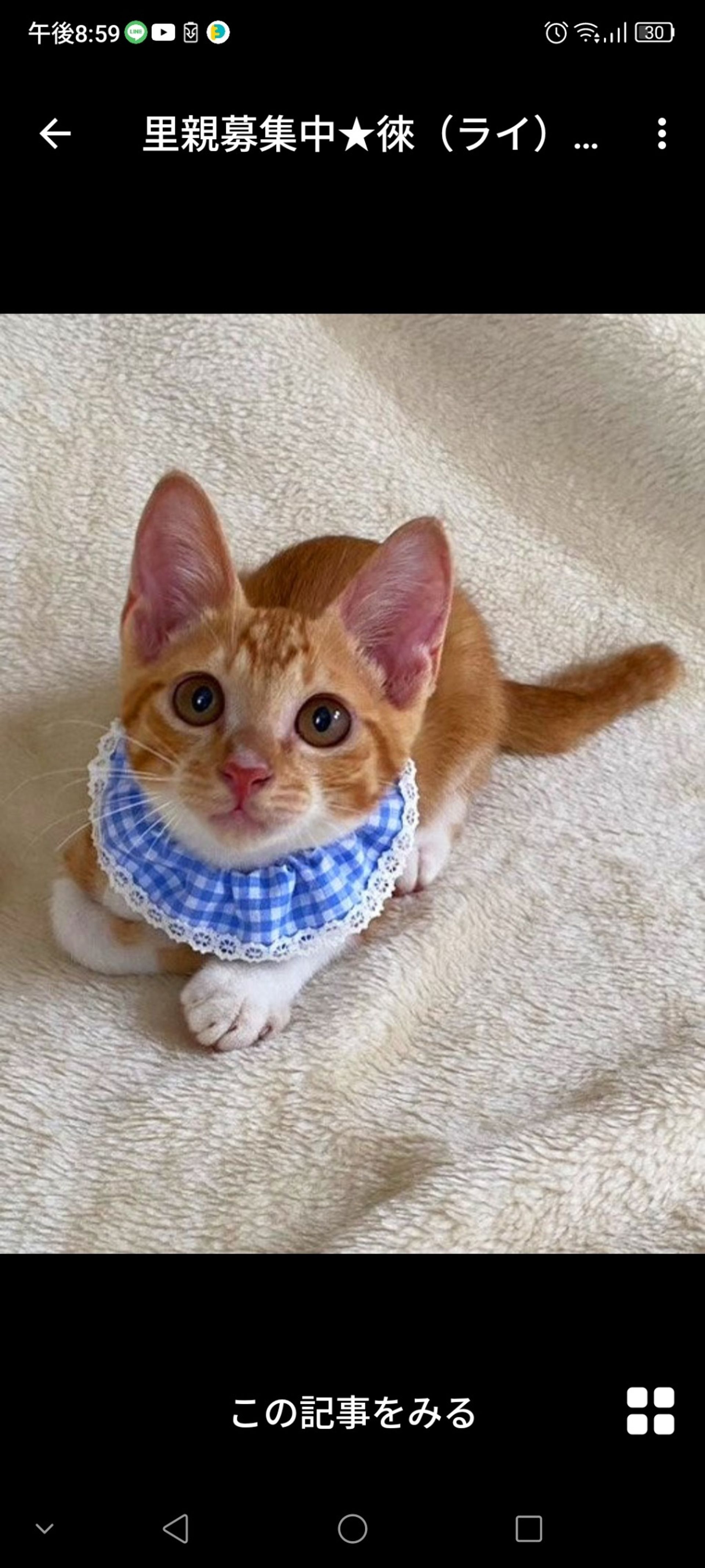 雑種（ミックス猫）・オスの里親募集の写真