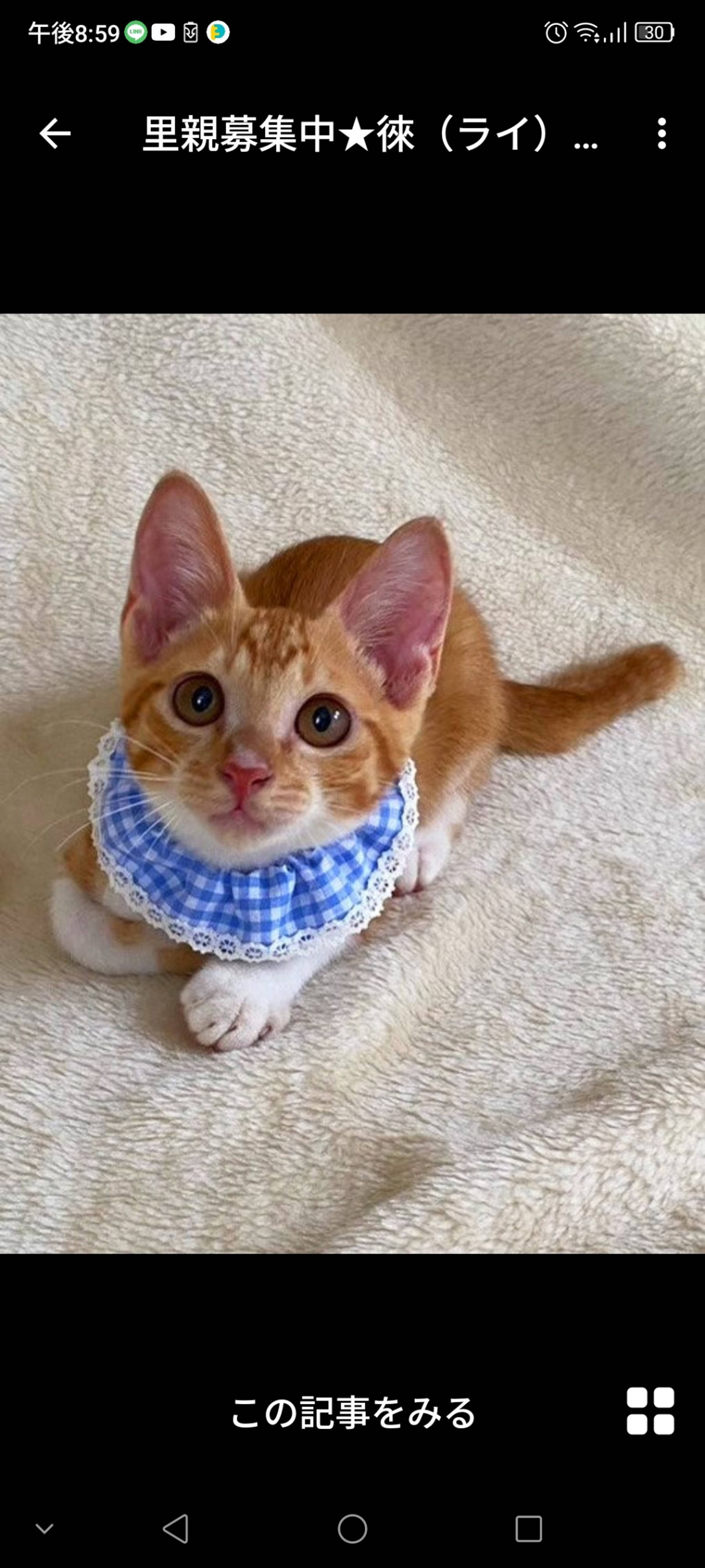 雑種（ミックス猫）・オスの里親募集の写真