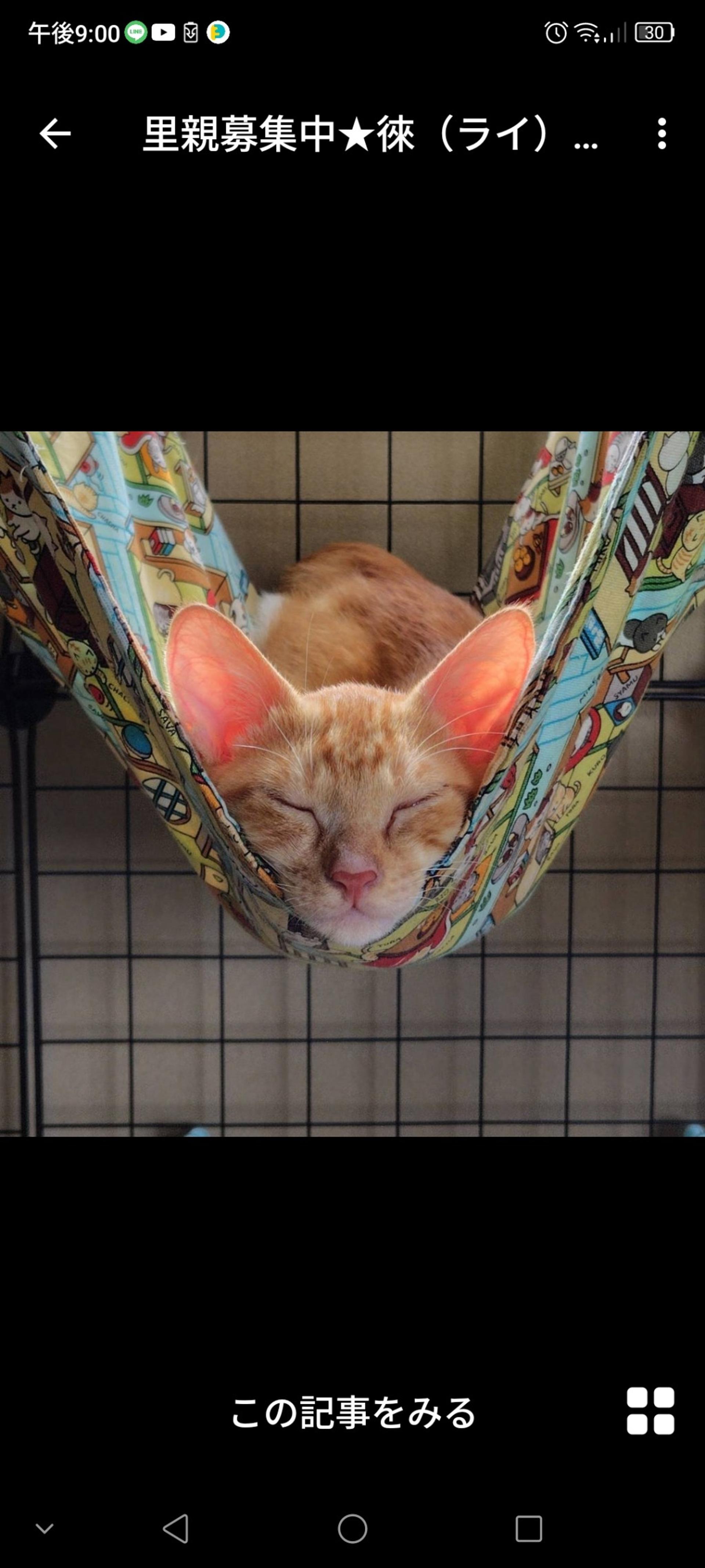 pet-image-3