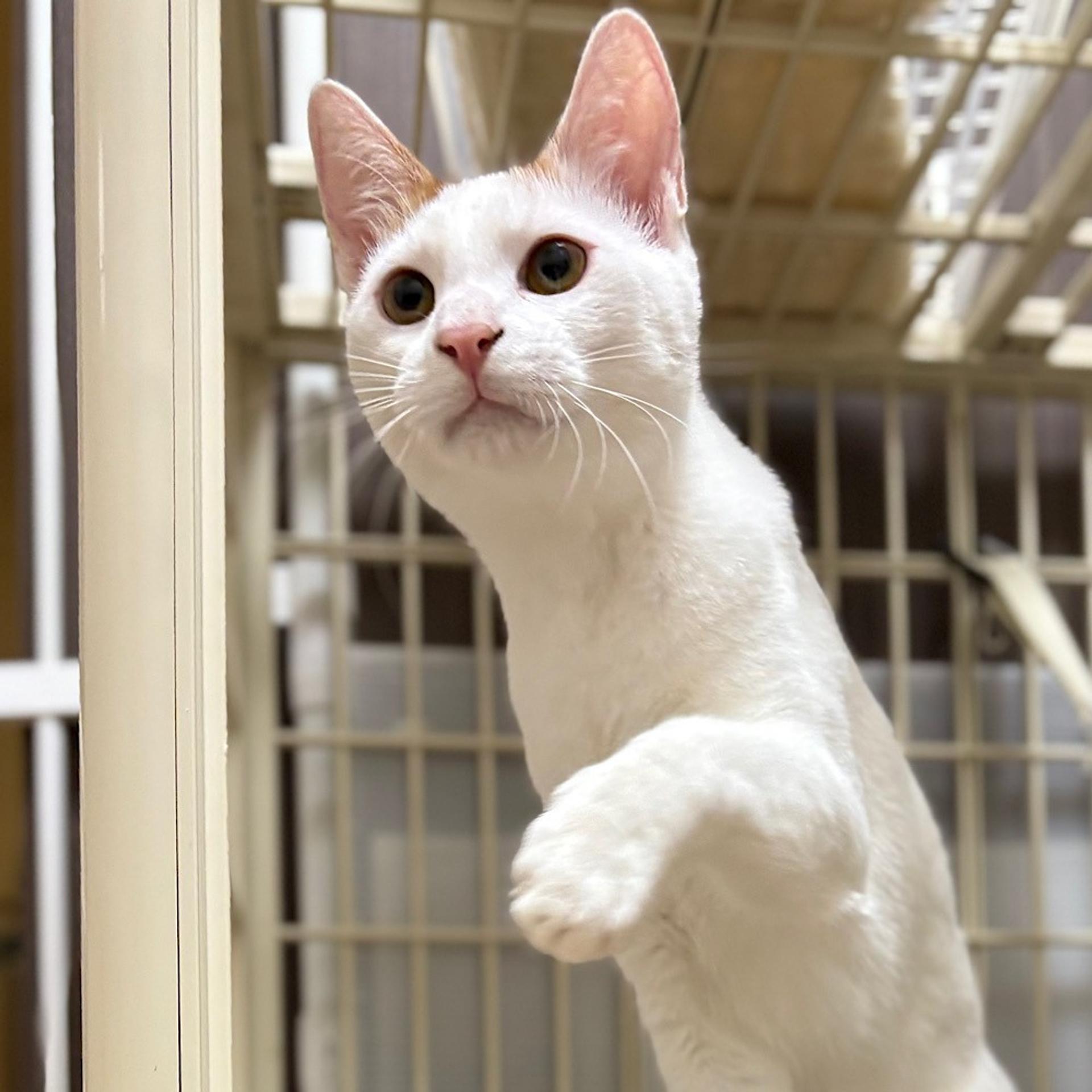 pet-image-4
