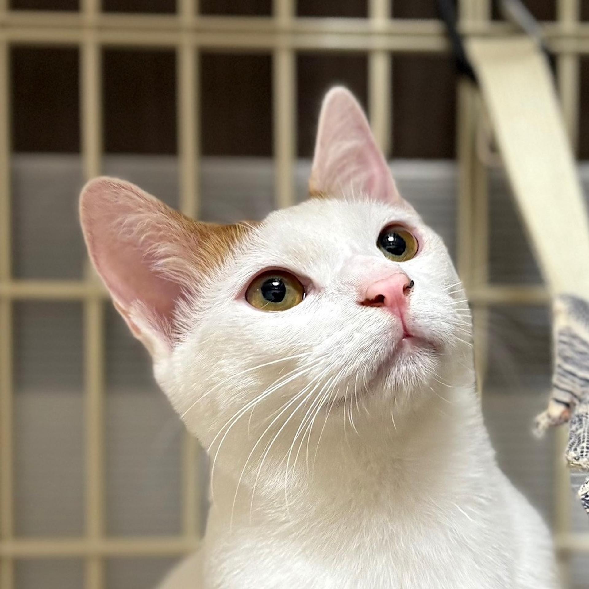 pet-image-5