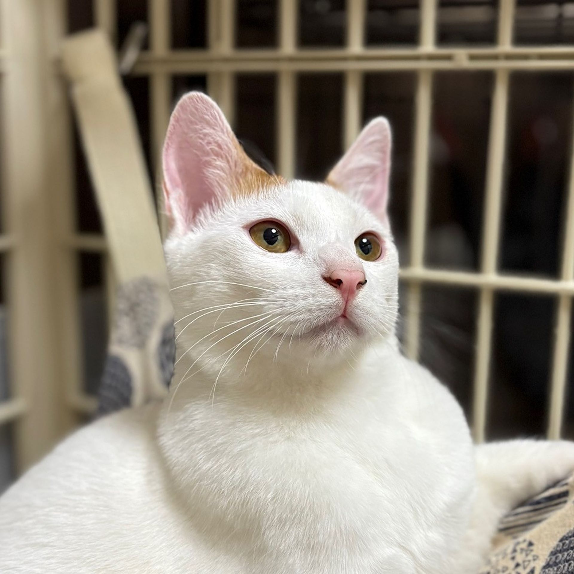 雑種（ミックス猫）・オスの里親募集の写真