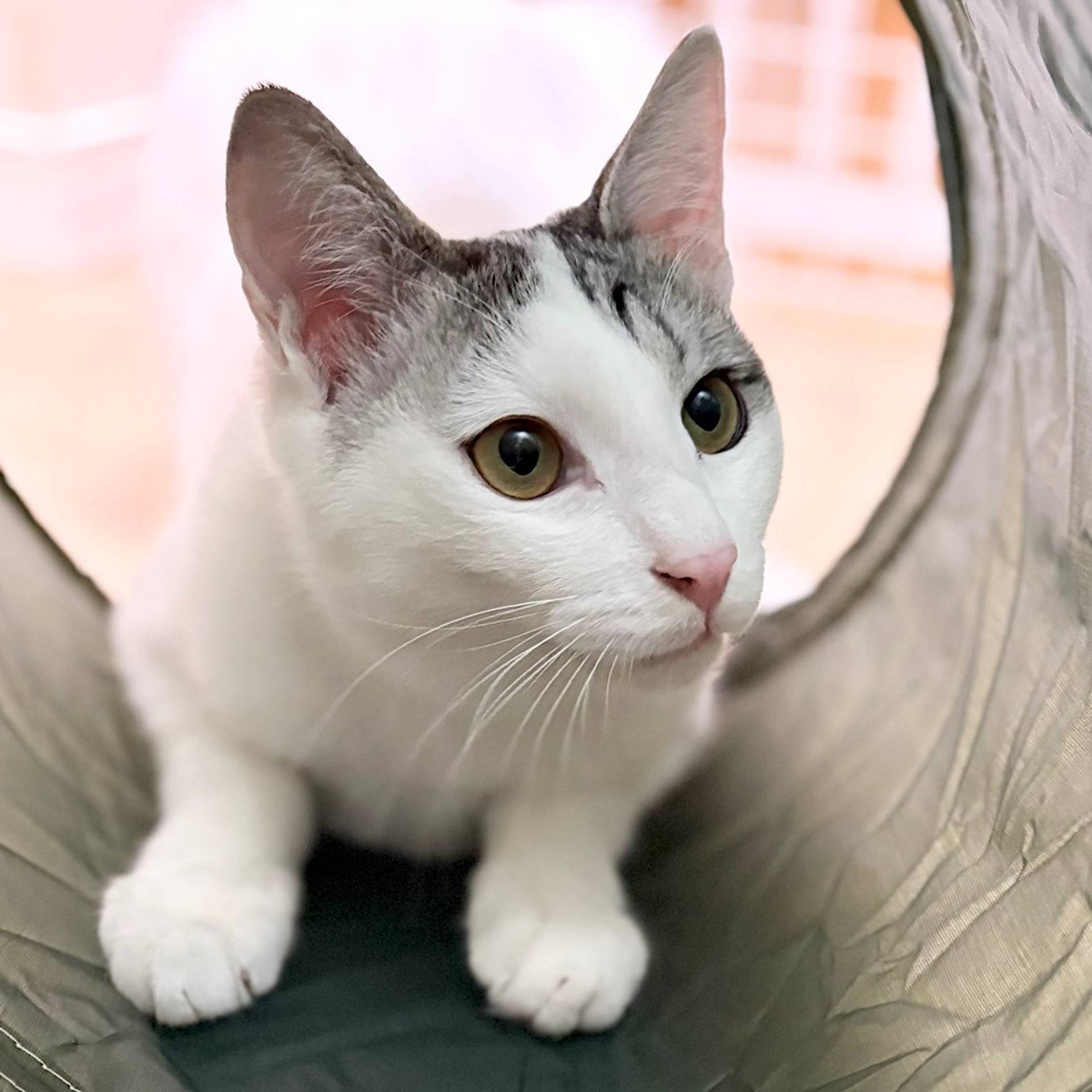 雑種（ミックス猫）・オスの里親募集の写真