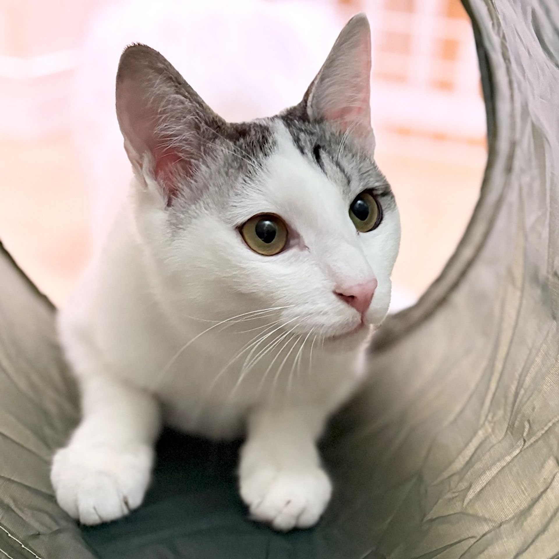 雑種（ミックス猫）・オスの里親募集の写真