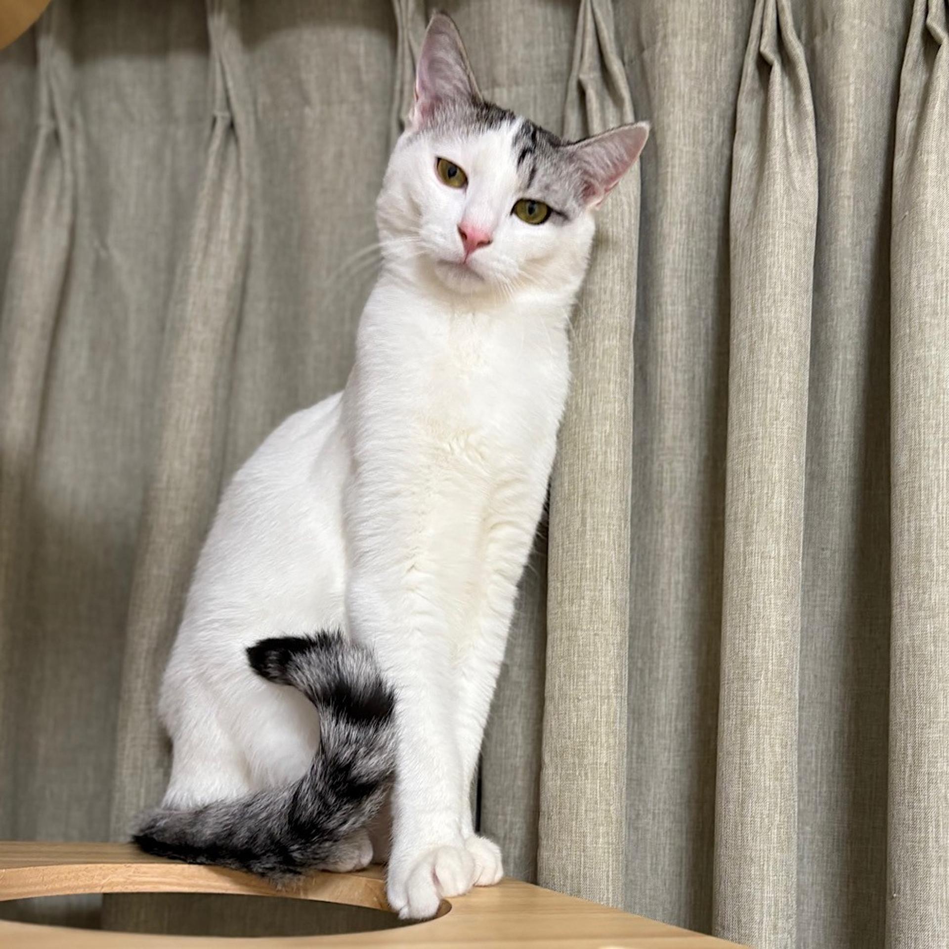 pet-image-2