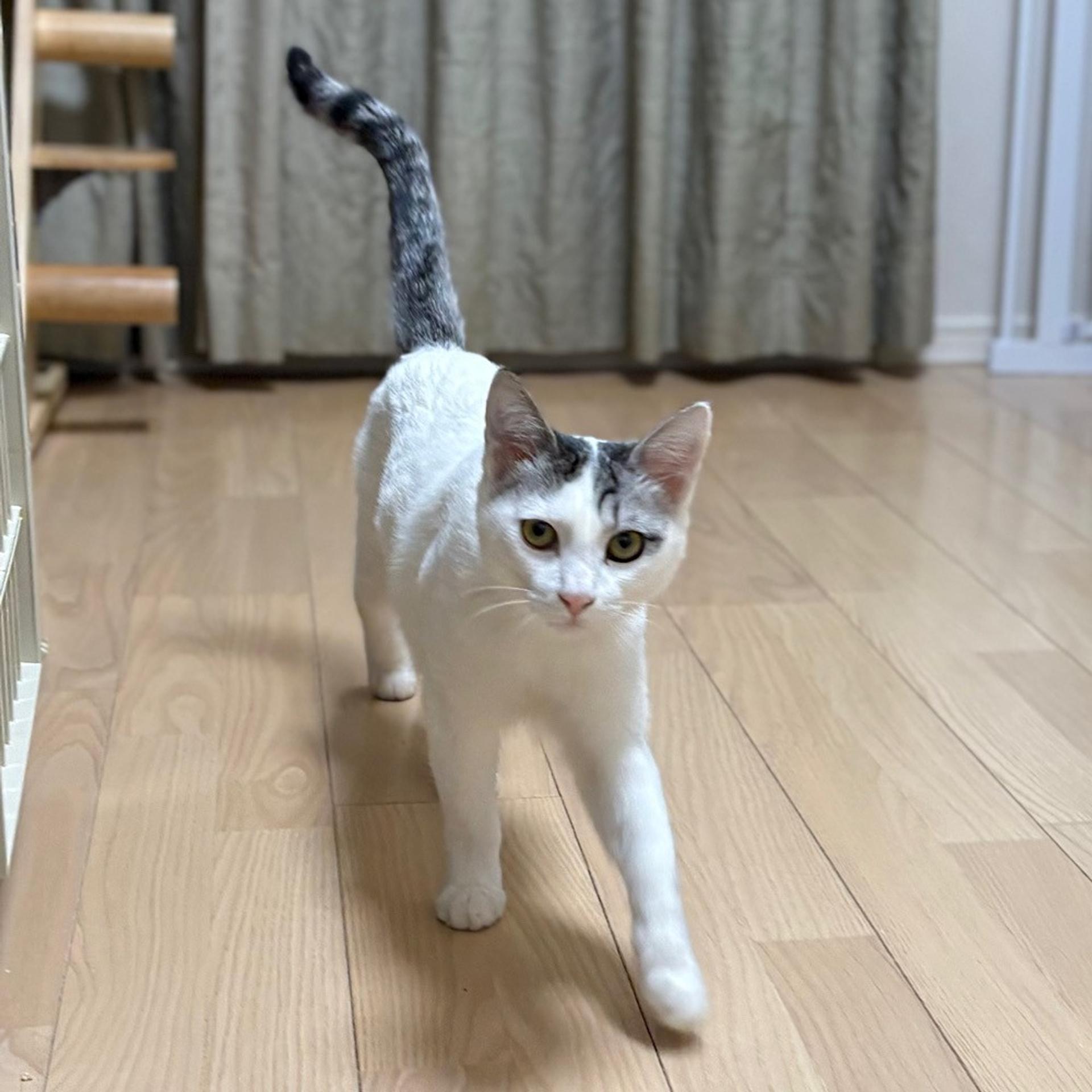 pet-image-3