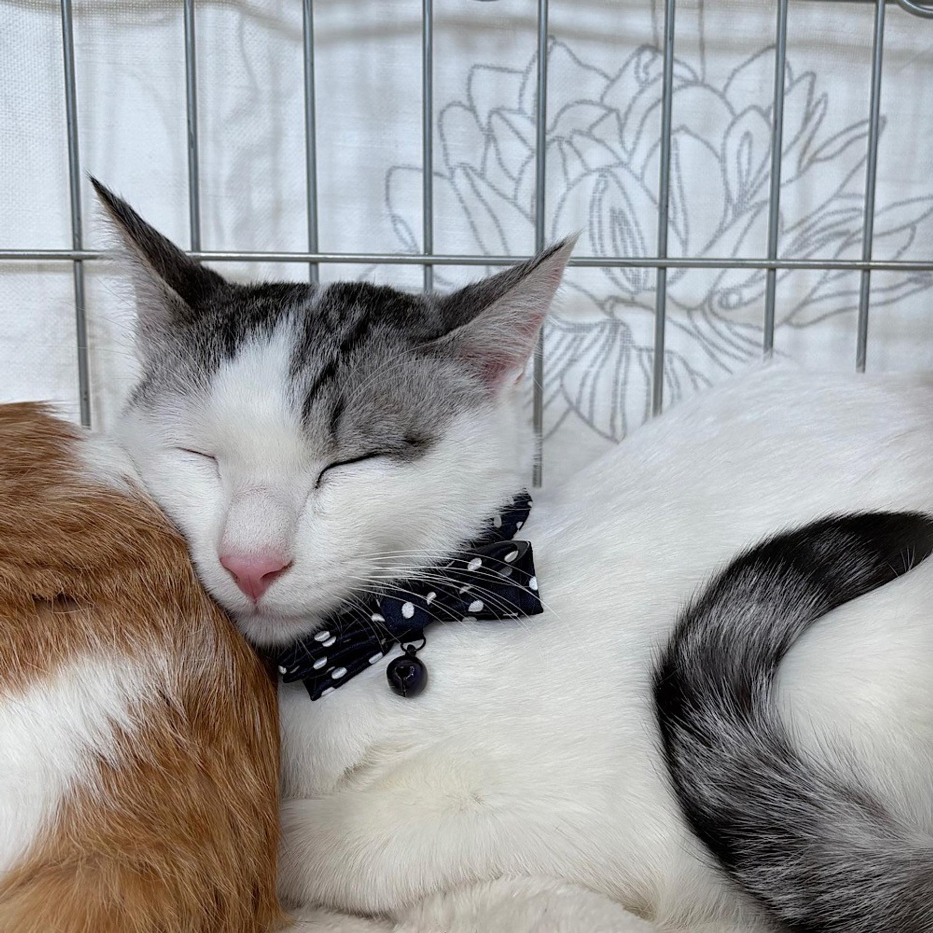 pet-image-5