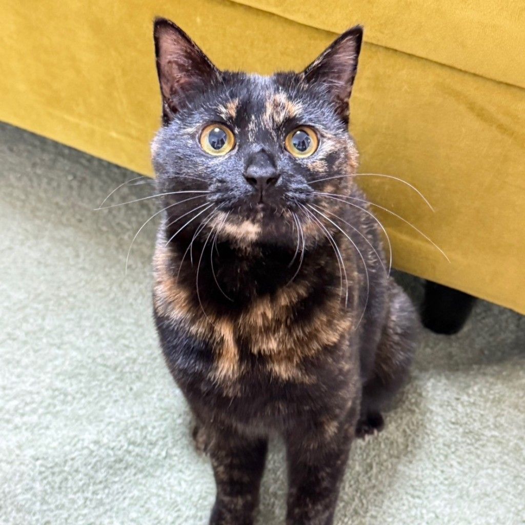 ツンデレな美人サビ猫 | 雑種（ミックス猫） | ミャオ！ねこのおうち