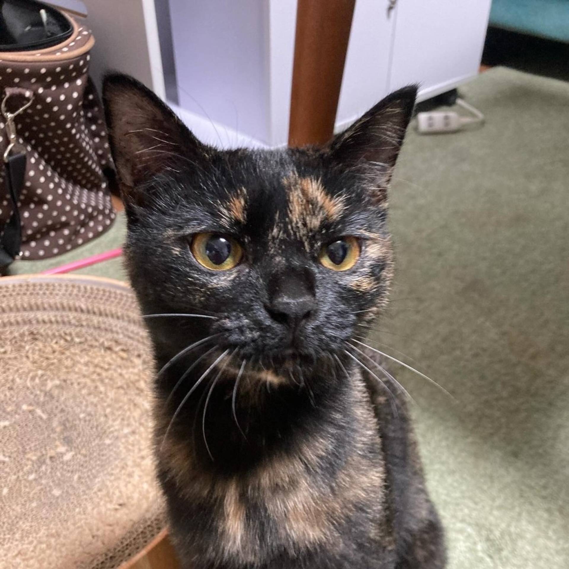 雑種（ミックス猫）・メスの里親募集の写真