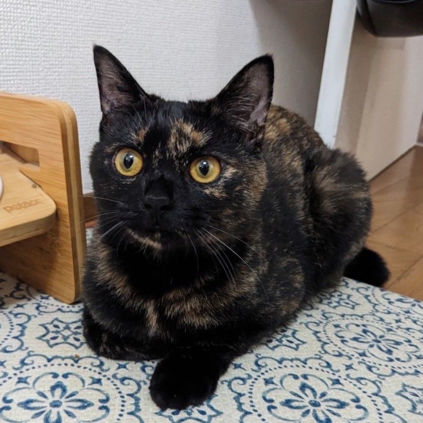 関東猫 ツンデレな美人サビ猫 | 雑種（ミックス猫） | ミャオ！ねこのおうち