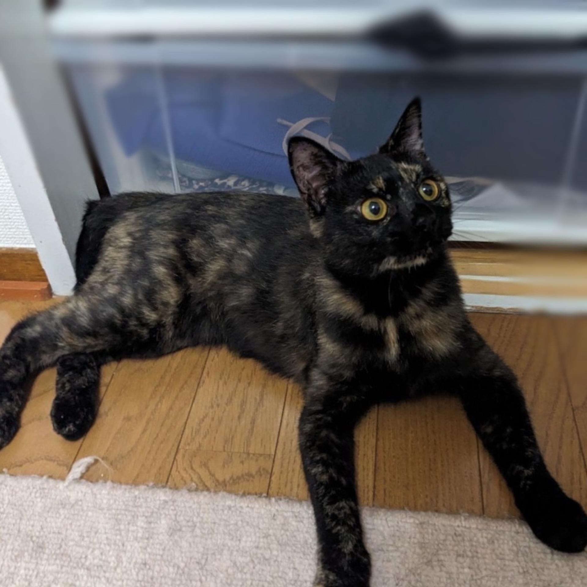 pet-image-5