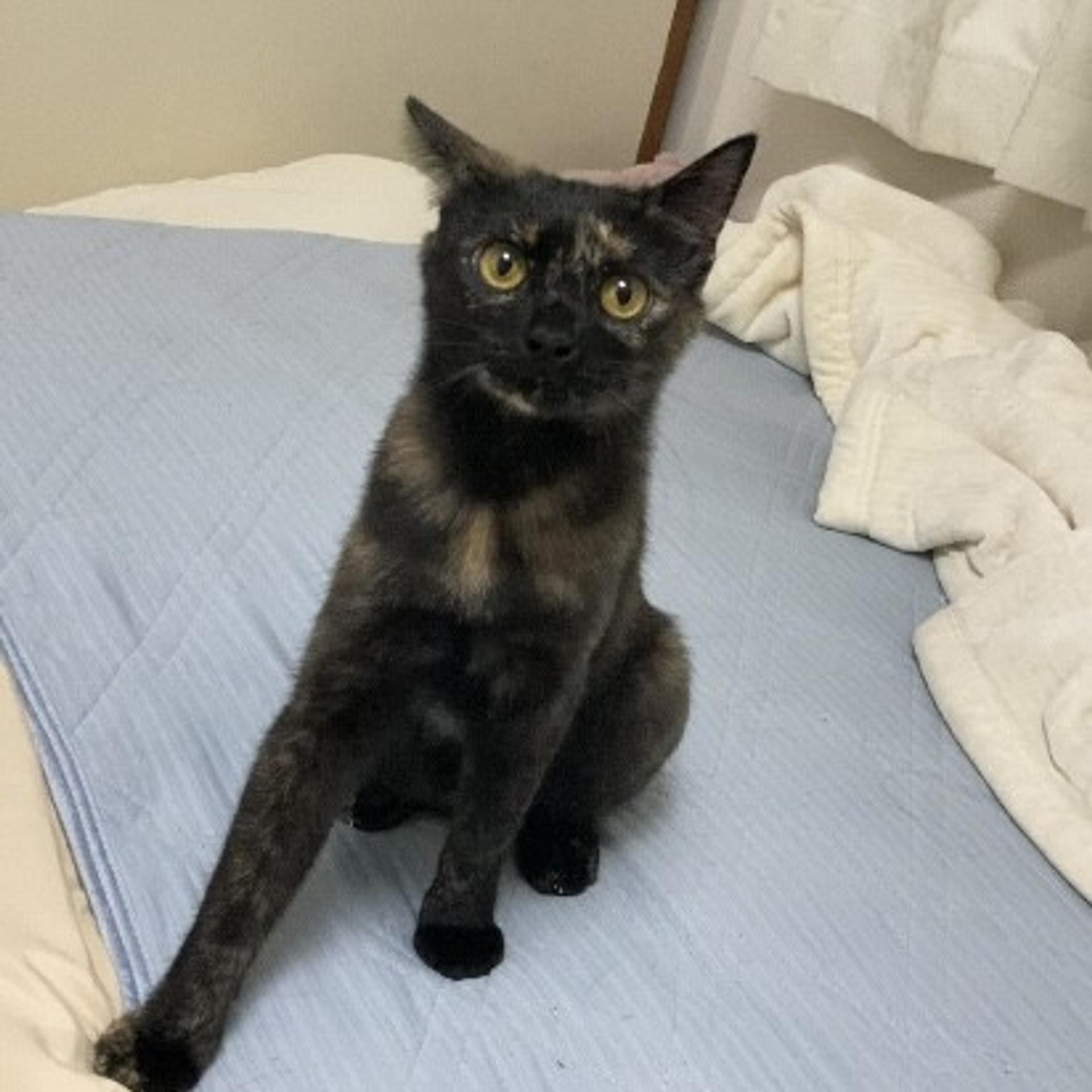 pet-image-6