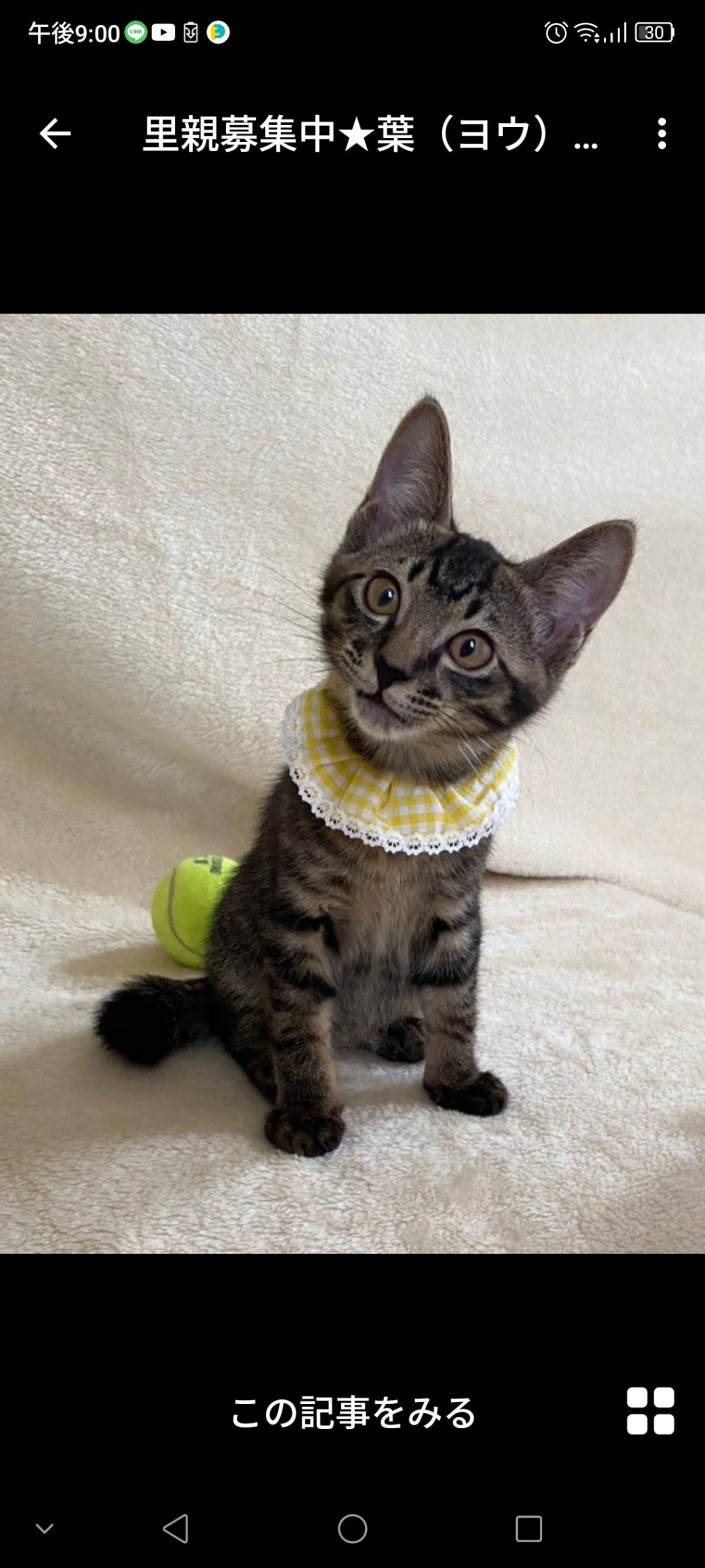 雑種（ミックス猫）・オスの里親募集の写真
