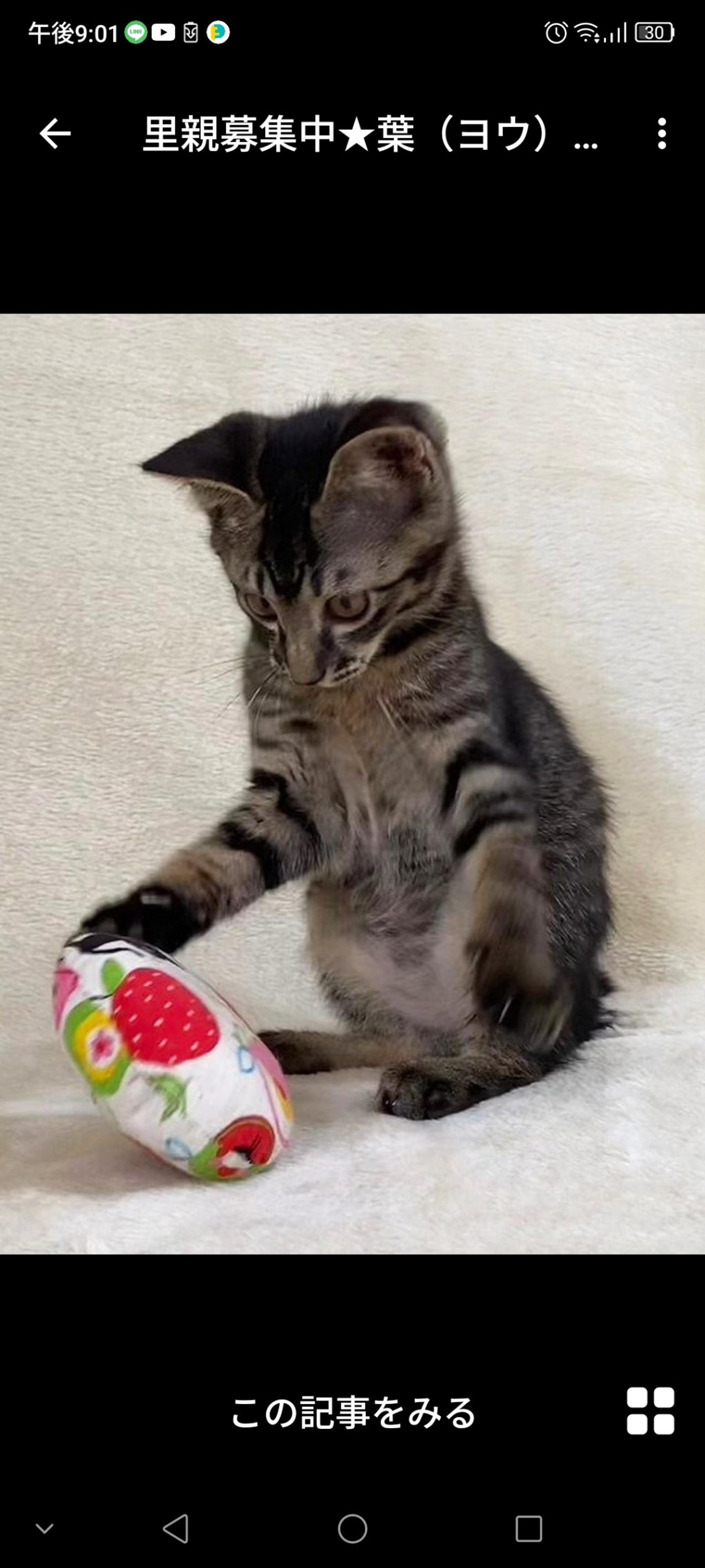 pet-image-2
