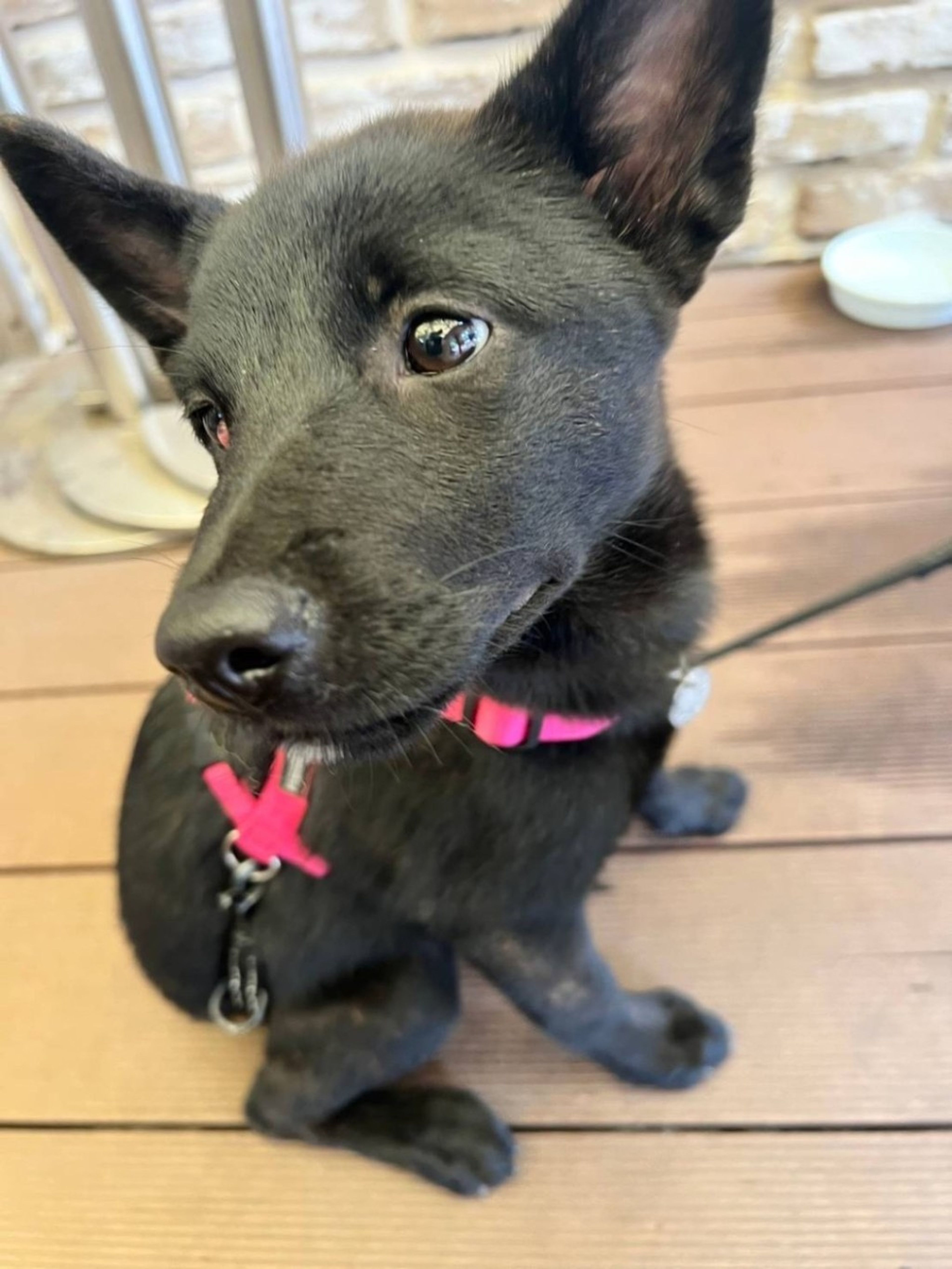 pet-image-2