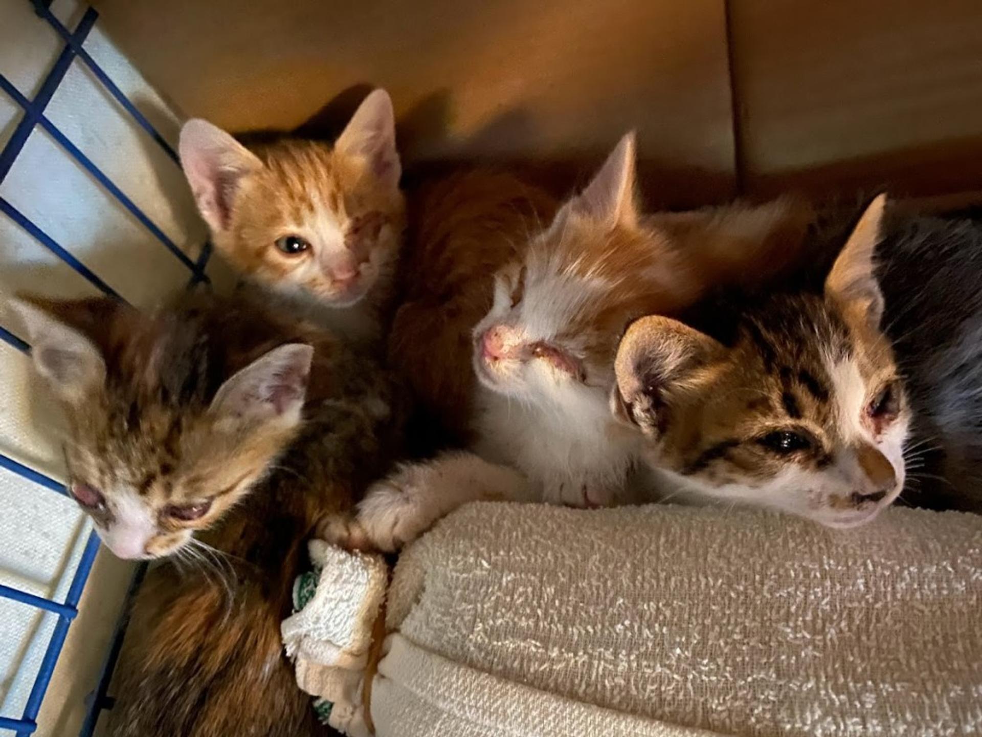 pet-image-4