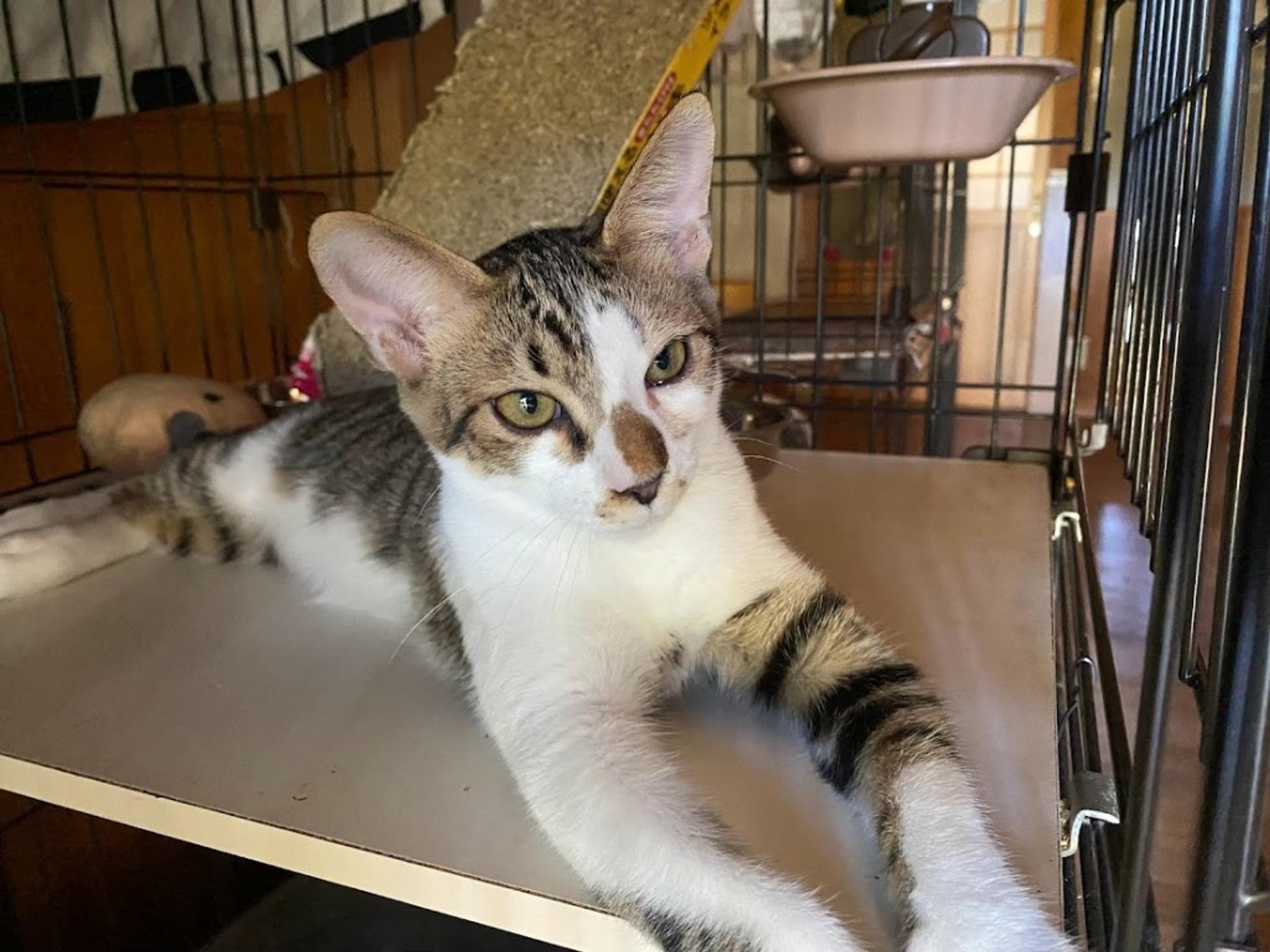 pet-image-2