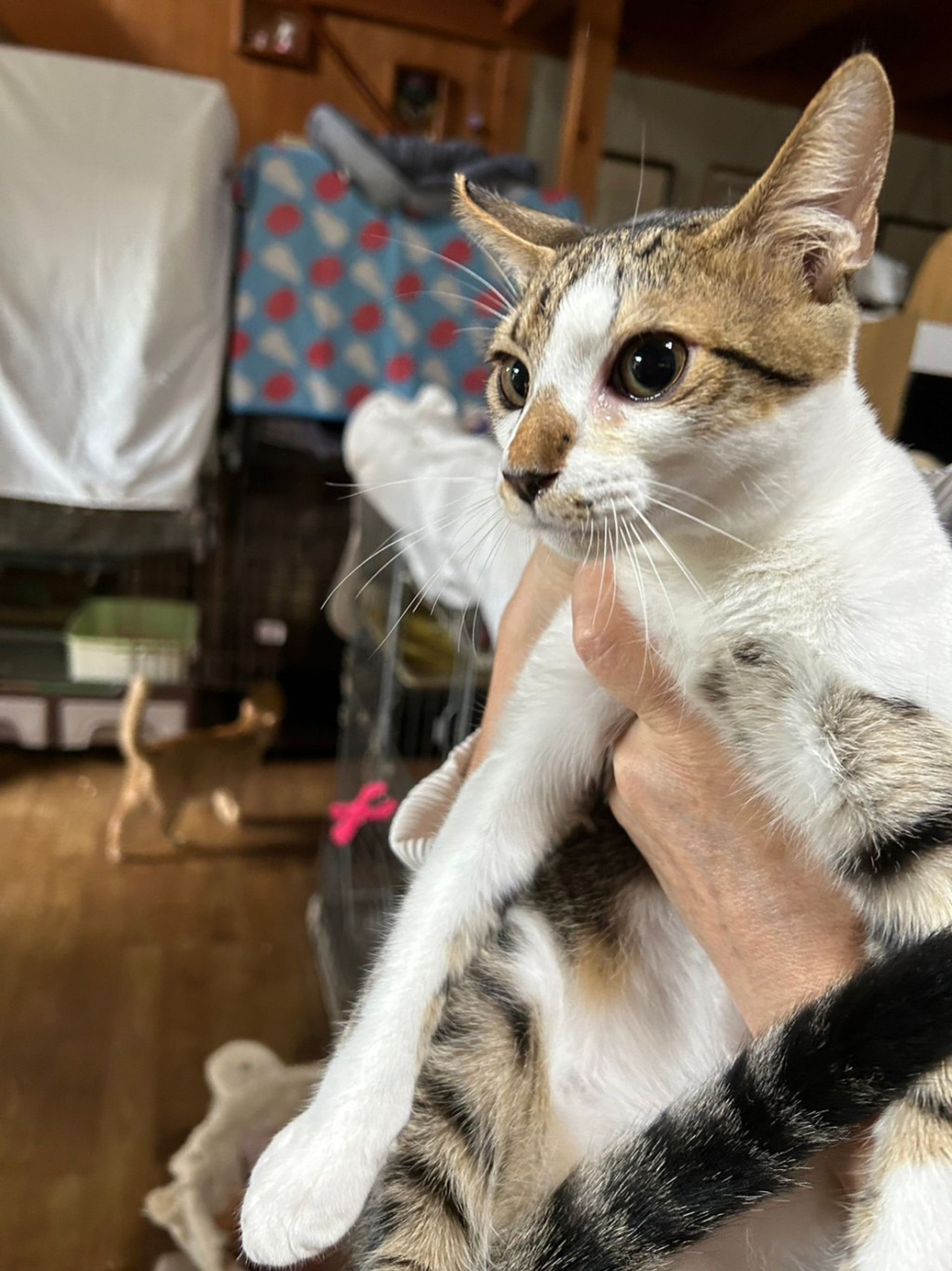 雑種（ミックス猫）・オスの里親募集の写真
