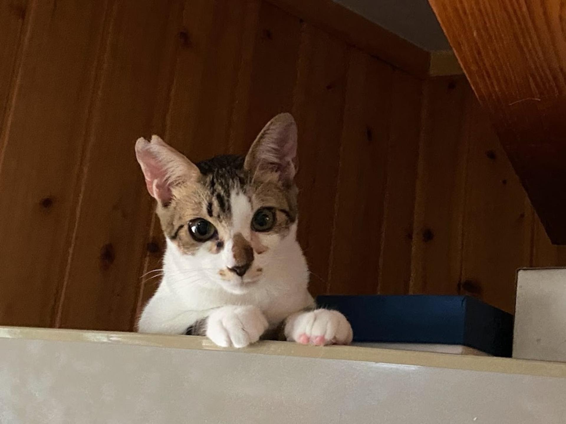 pet-image-6