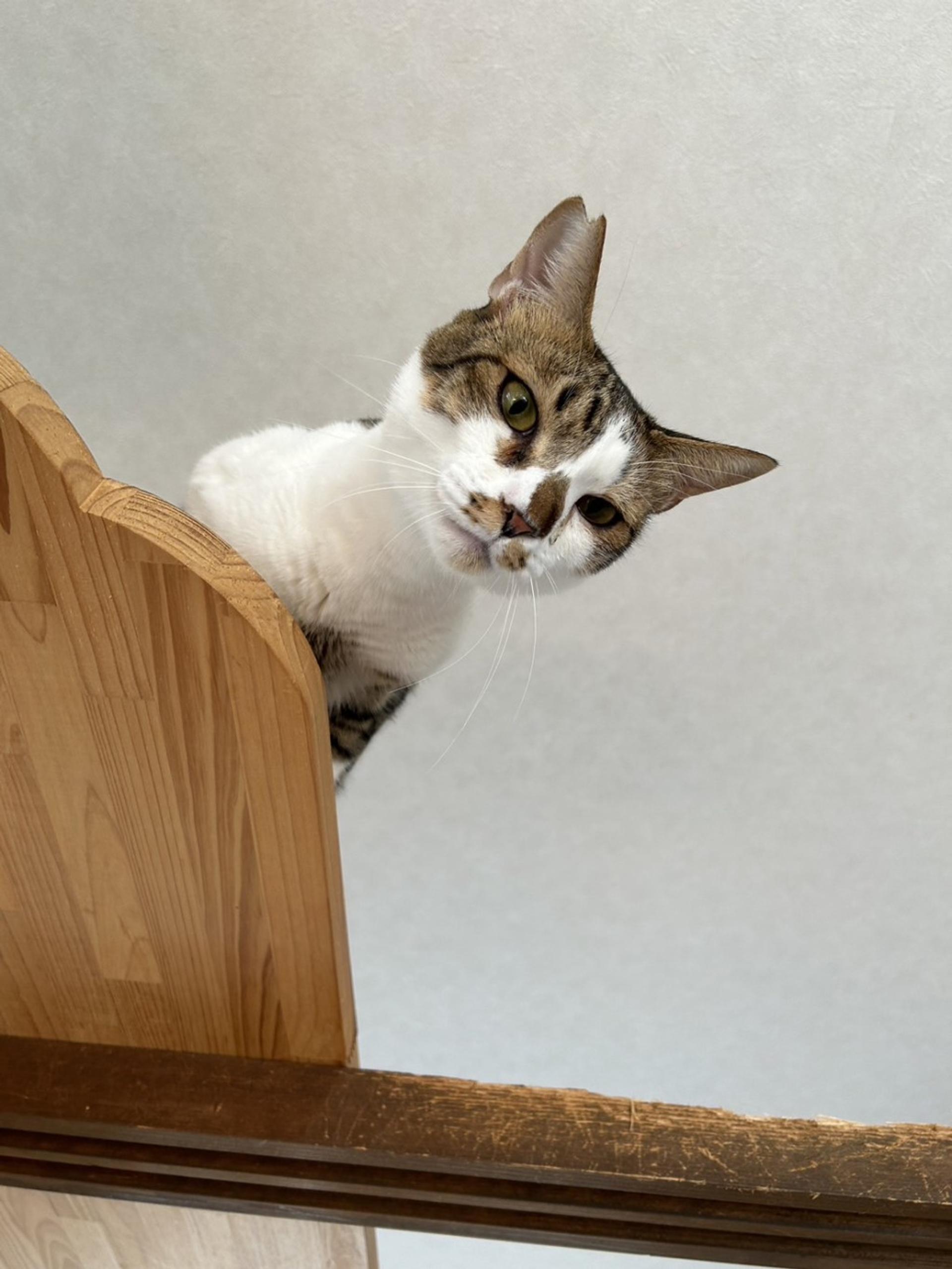 pet-image-7