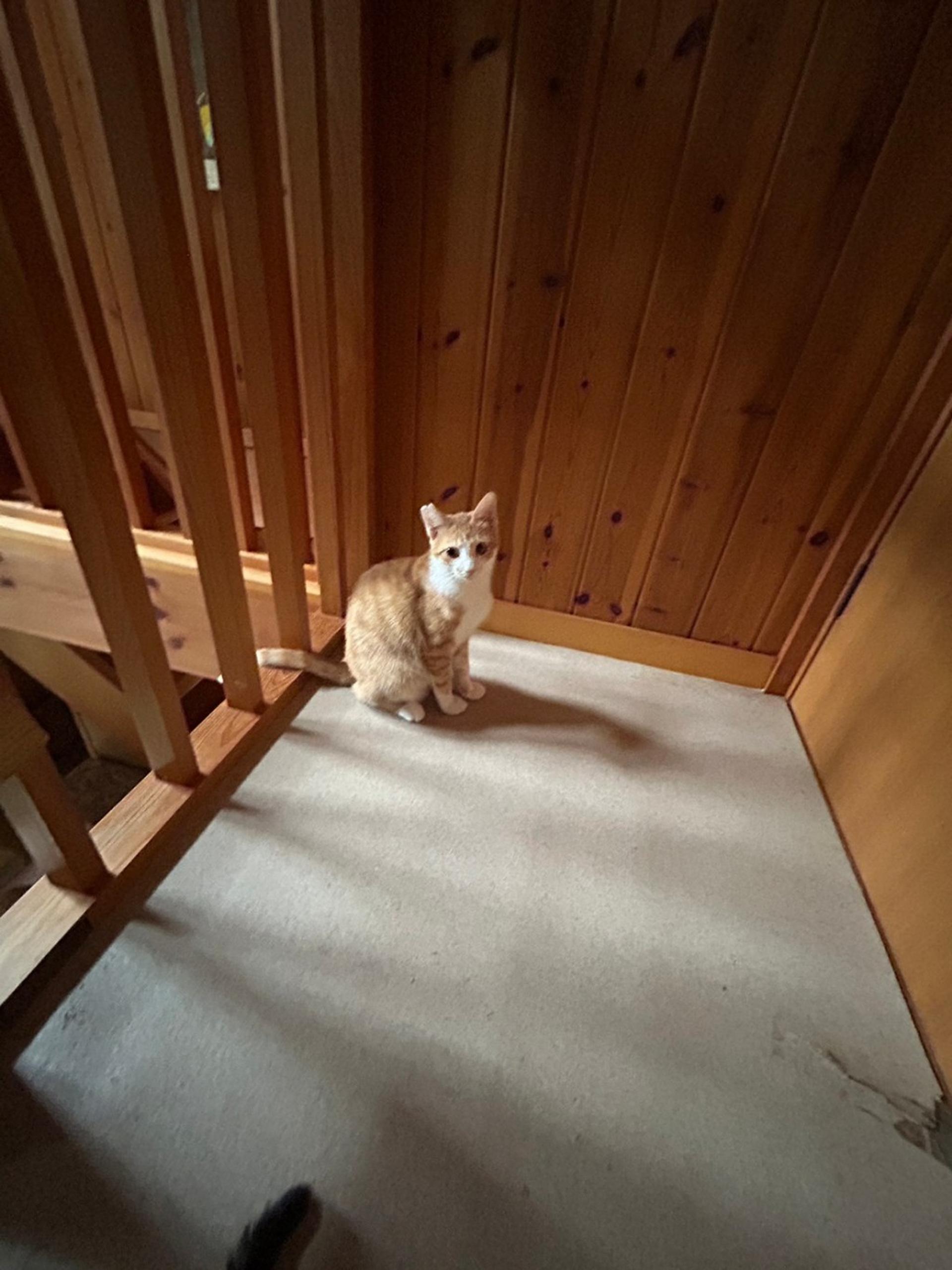 pet-image-6