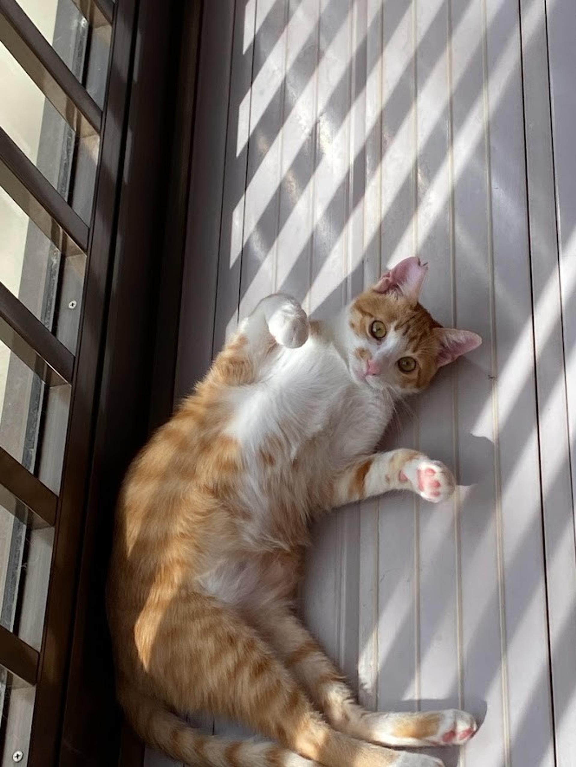 pet-image-3
